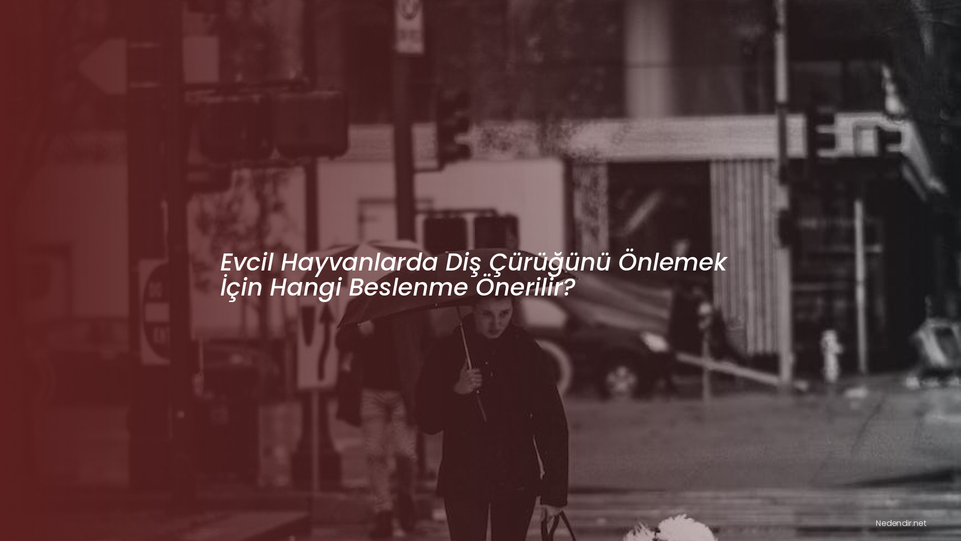 Evcil Hayvanlarda Diş Çürüğünü Önlemek İçin Hangi Beslenme Önerilir?