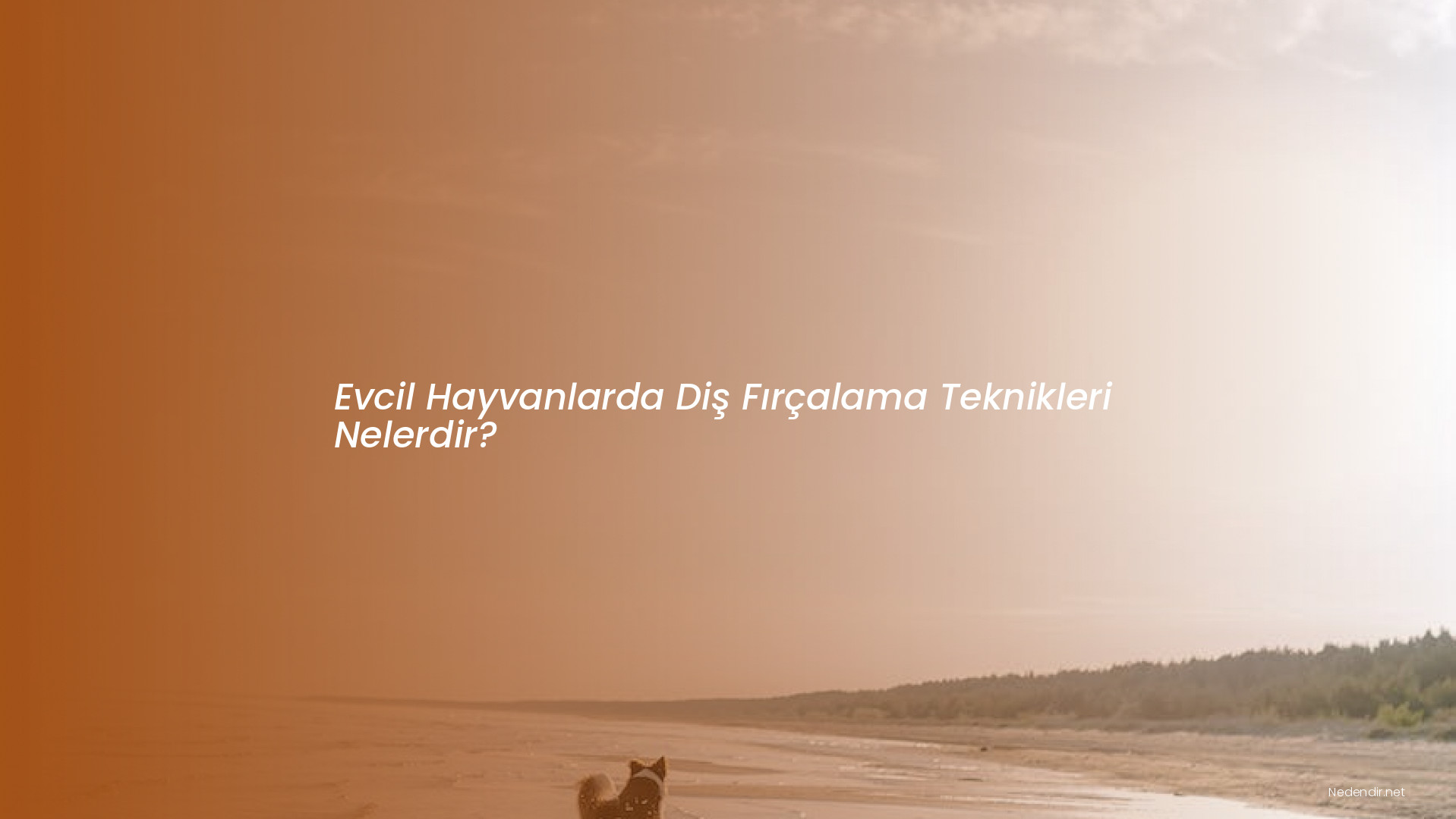 Evcil Hayvanlarda Diş Fırçalama Teknikleri Nelerdir?