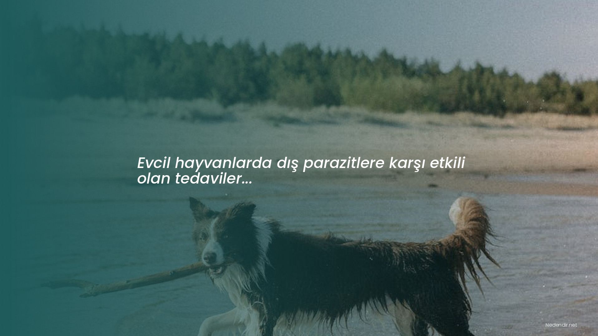 Evcil hayvanlarda dış parazitlere karşı etkili olan tedaviler...