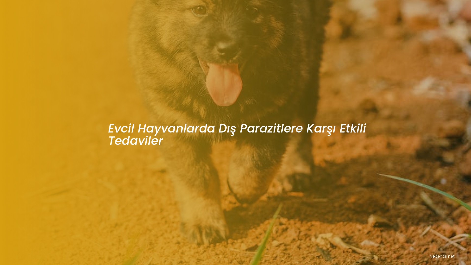 Evcil Hayvanlarda Dış Parazitlere Karşı Etkili Tedaviler