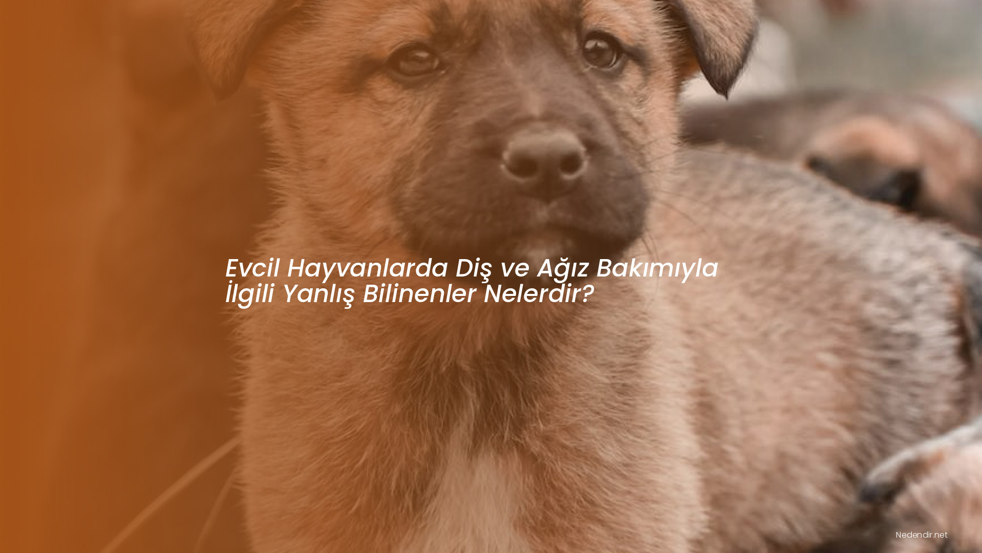 Evcil Hayvanlarda Diş ve Ağız Bakımıyla İlgili Yanlış Bilinenler Nelerdir?