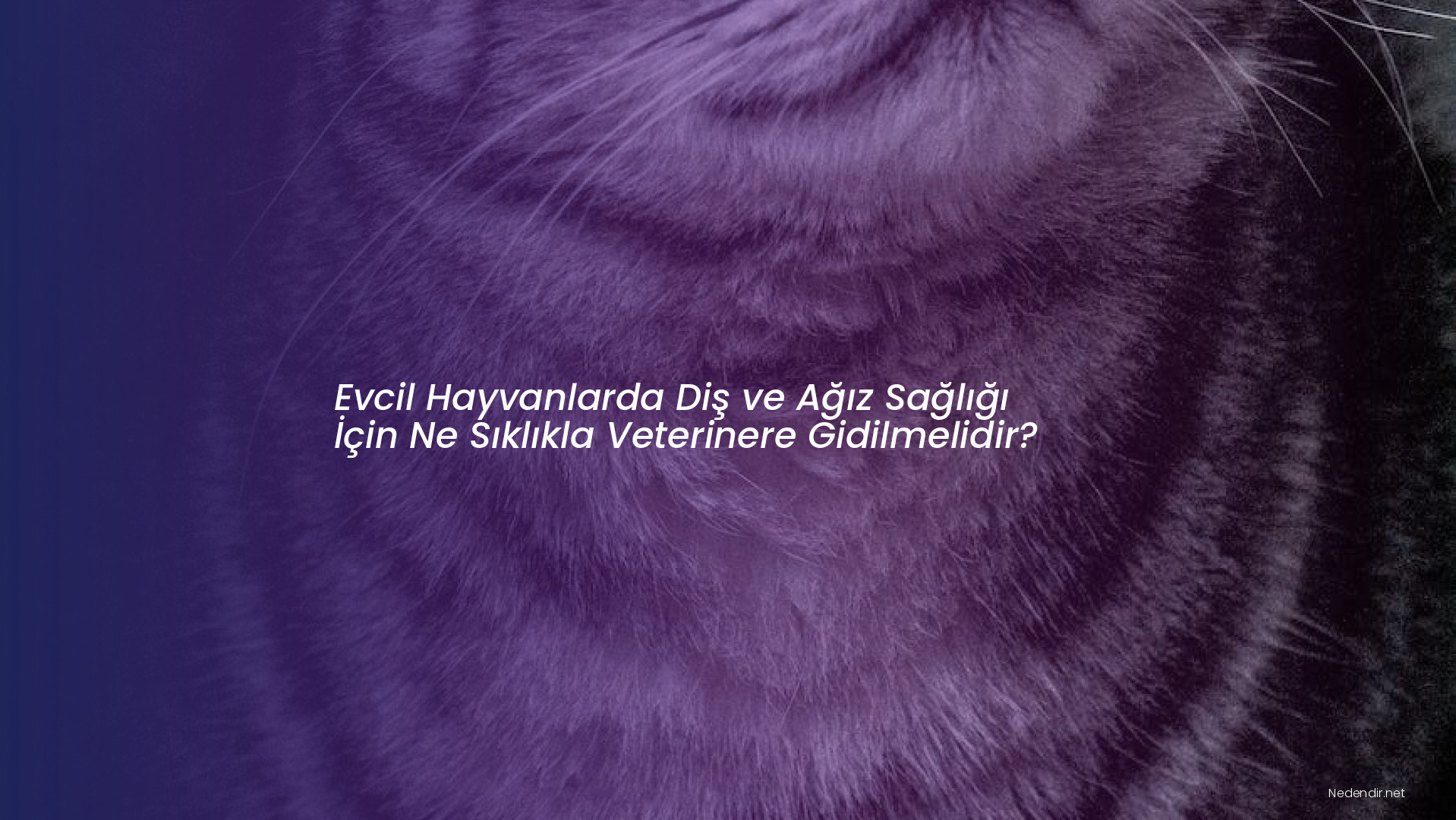 Evcil Hayvanlarda Diş ve Ağız Sağlığı İçin Ne Sıklıkla Veterinere Gidilmelidir?