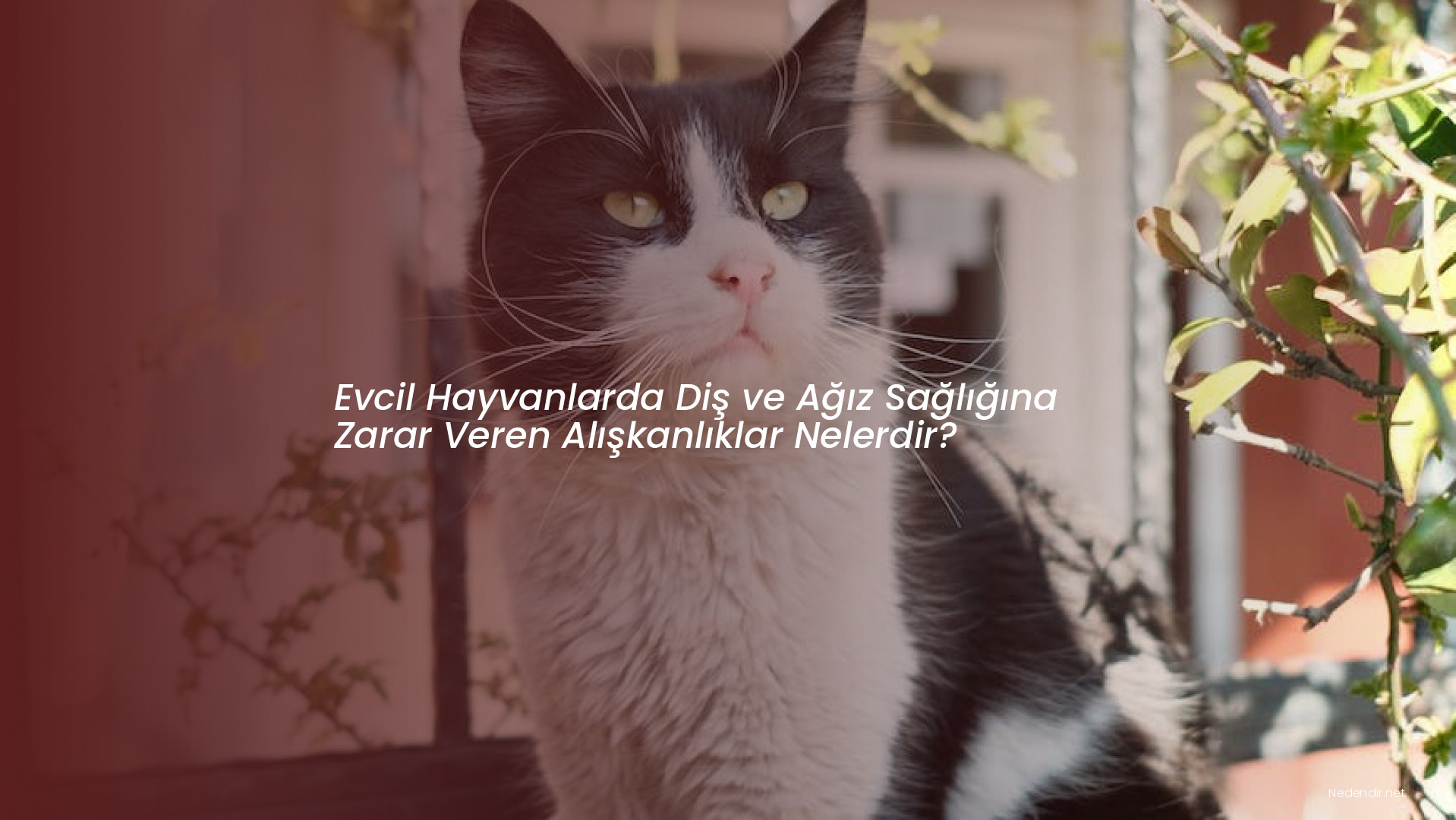 Evcil Hayvanlarda Diş ve Ağız Sağlığına Zarar Veren Alışkanlıklar Nelerdir?