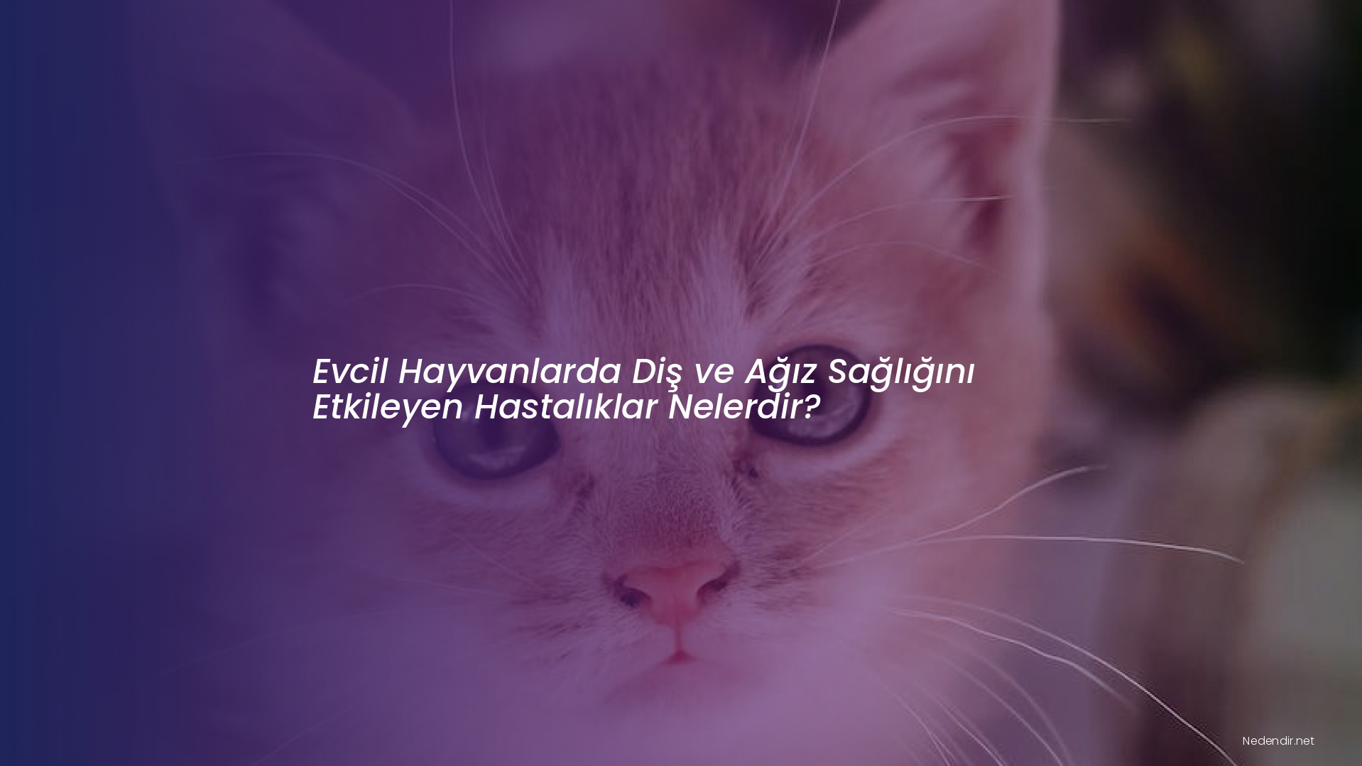 Evcil Hayvanlarda Diş ve Ağız Sağlığını Etkileyen Hastalıklar Nelerdir?