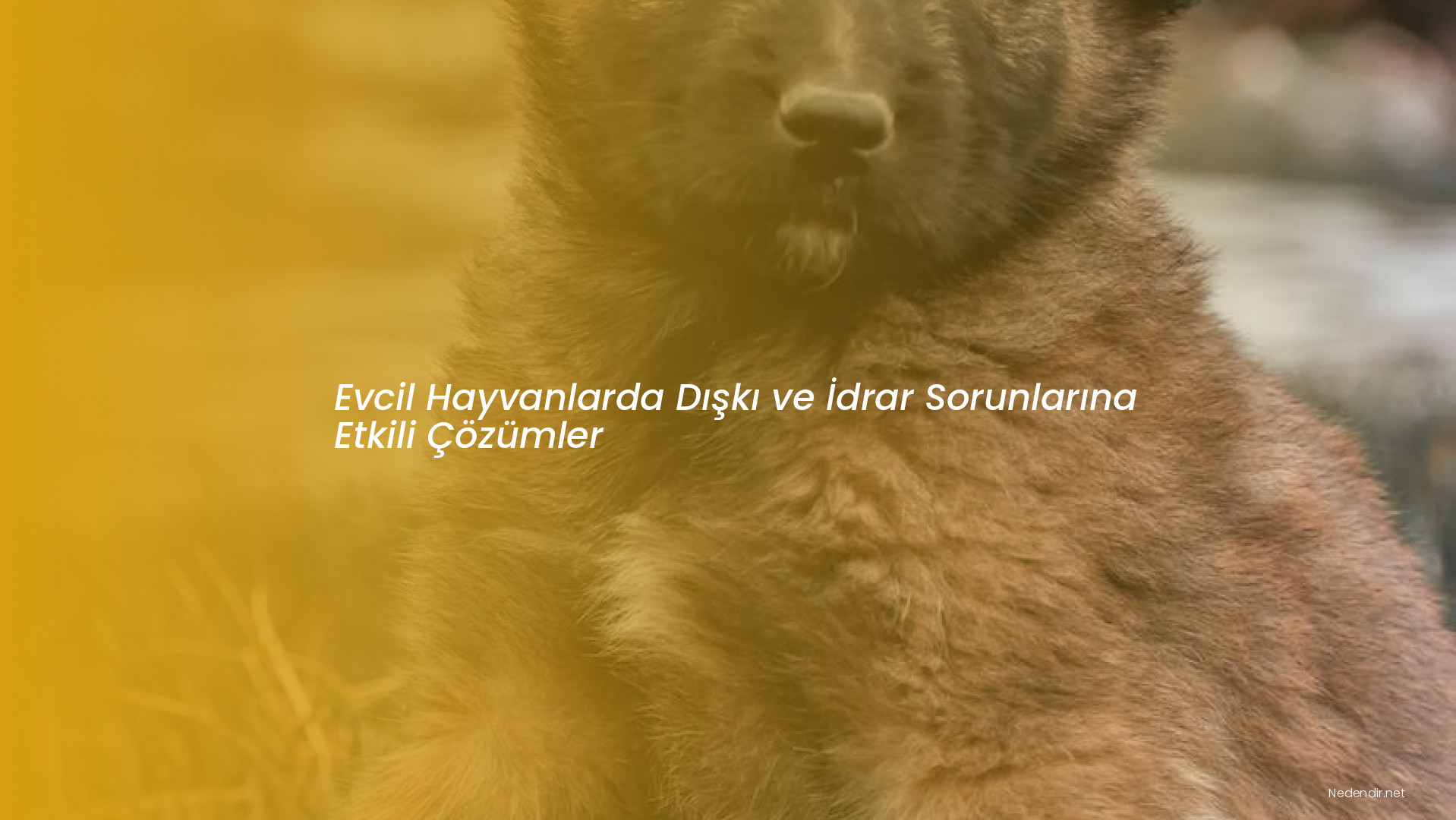 Evcil Hayvanlarda Dışkı ve İdrar Sorunlarına Etkili Çözümler