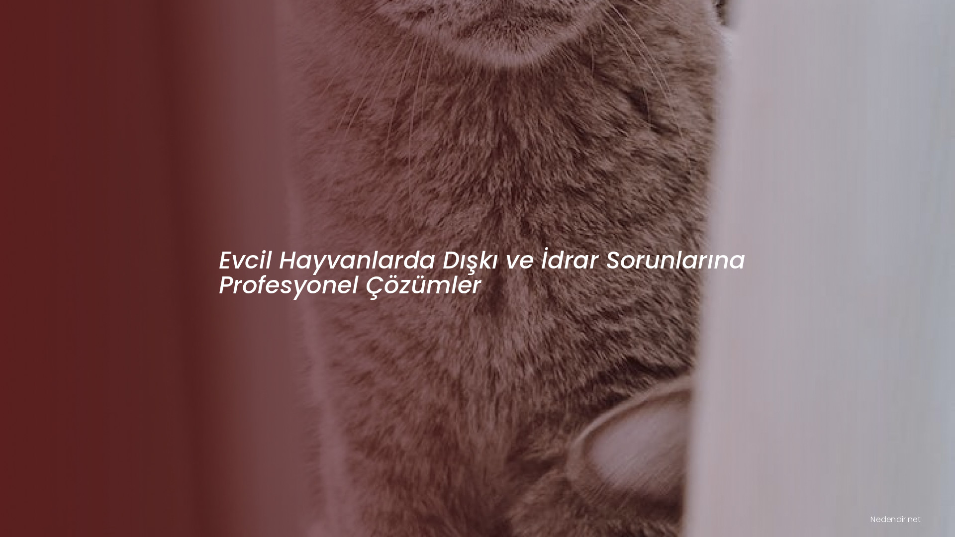 Evcil Hayvanlarda Dışkı ve İdrar Sorunlarına Profesyonel Çözümler