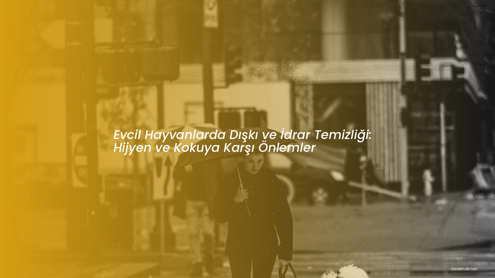 Evcil Hayvanlarda Dışkı ve İdrar Temizliği: Hijyen ve Kokuya Karşı Önlemler