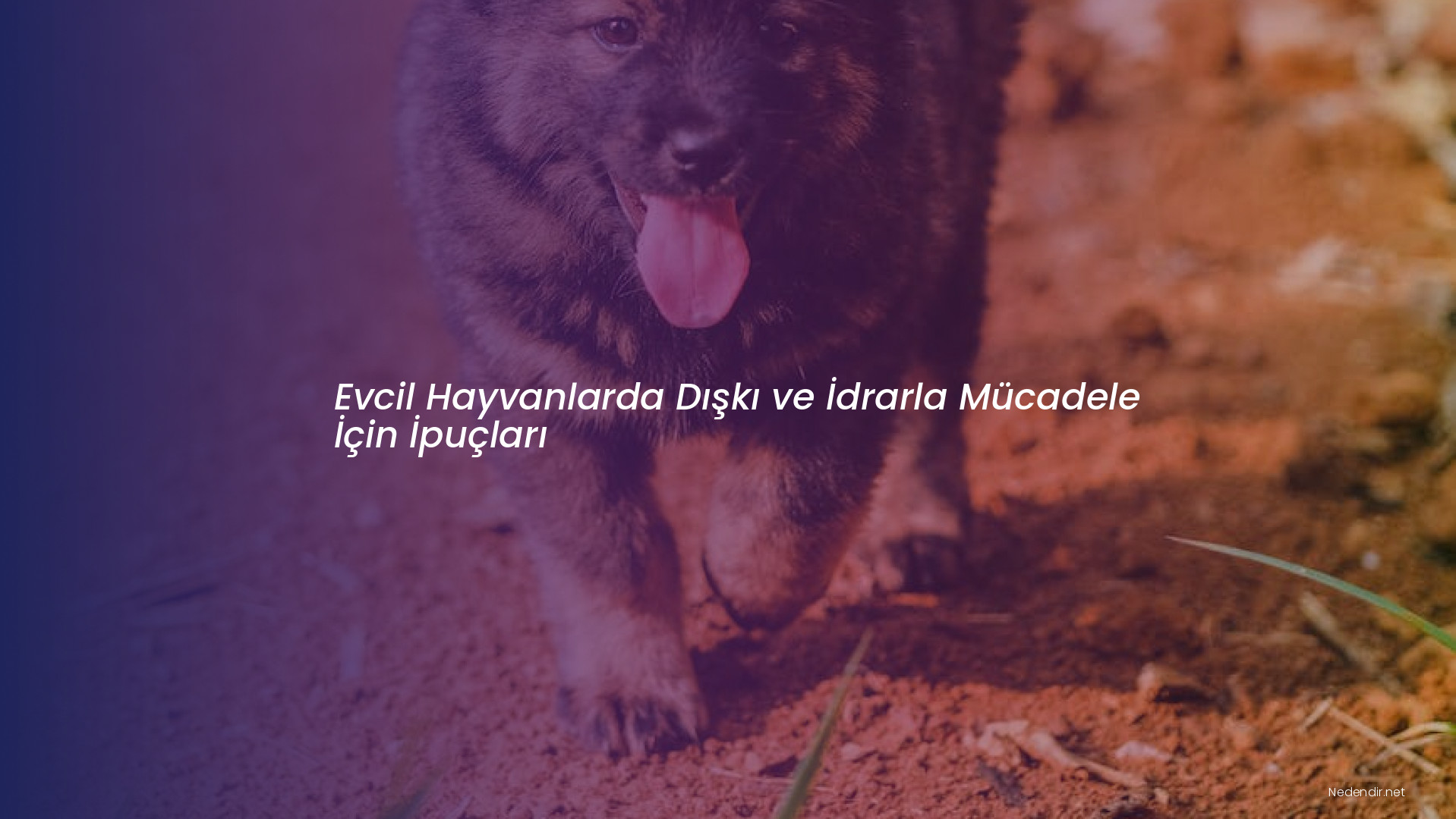 Evcil Hayvanlarda Dışkı ve İdrarla Mücadele İçin İpuçları
