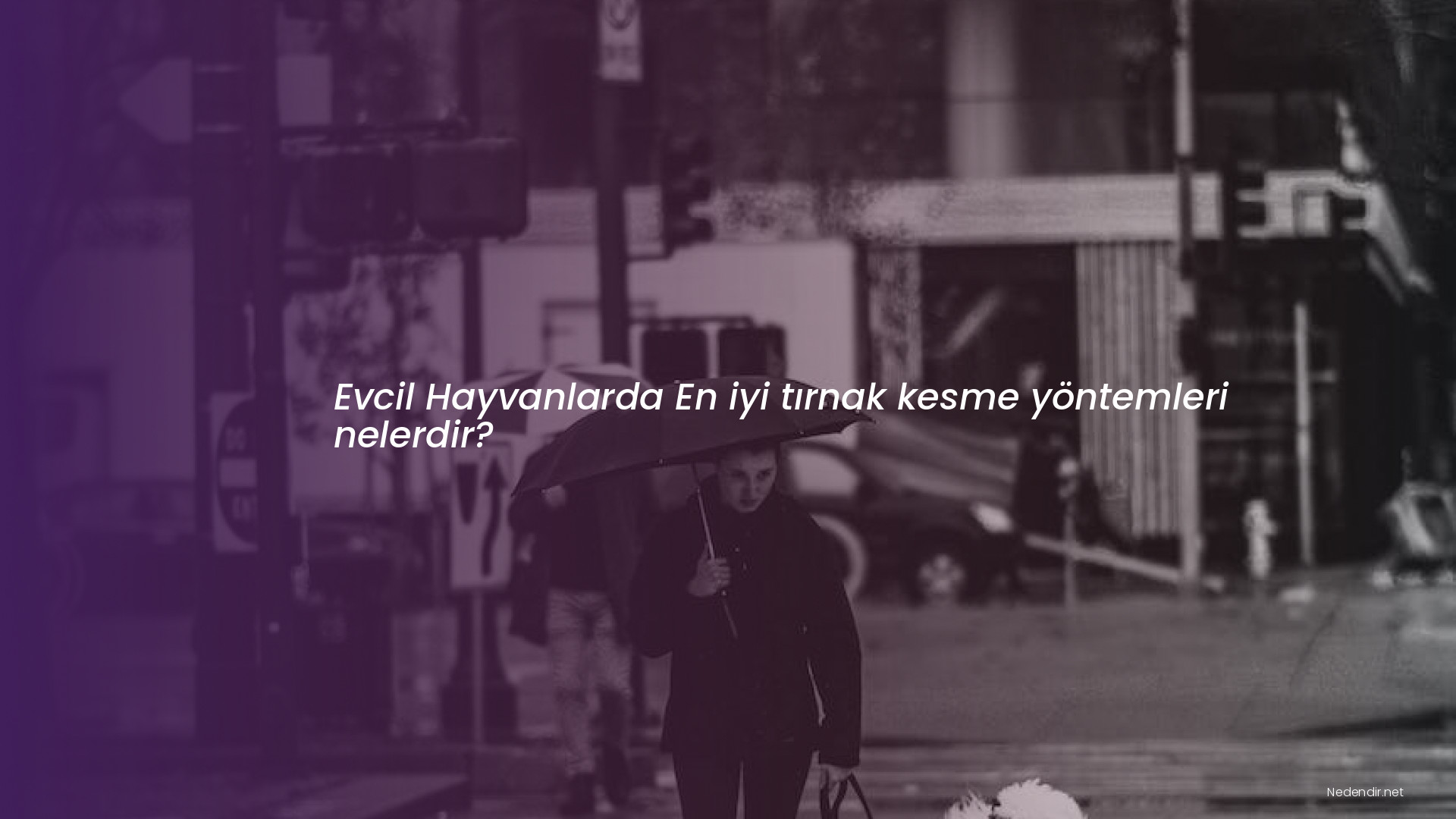 Evcil Hayvanlarda En iyi tırnak kesme yöntemleri nelerdir?