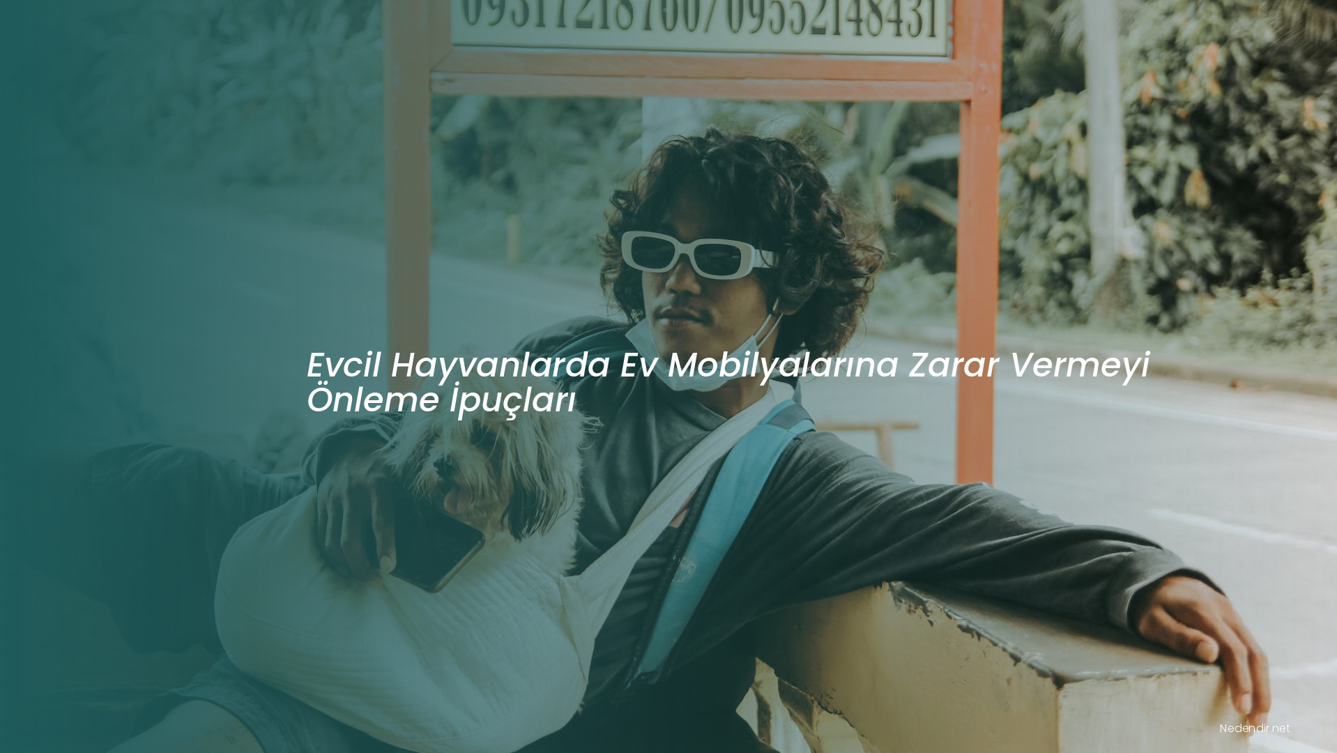 Evcil Hayvanlarda Ev Mobilyalarına Zarar Vermeyi Önleme İpuçları