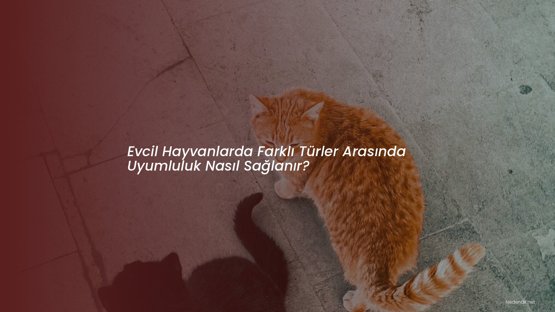 Evcil Hayvanlarda Farklı Türler Arasında Uyumluluk Nasıl Sağlanır?