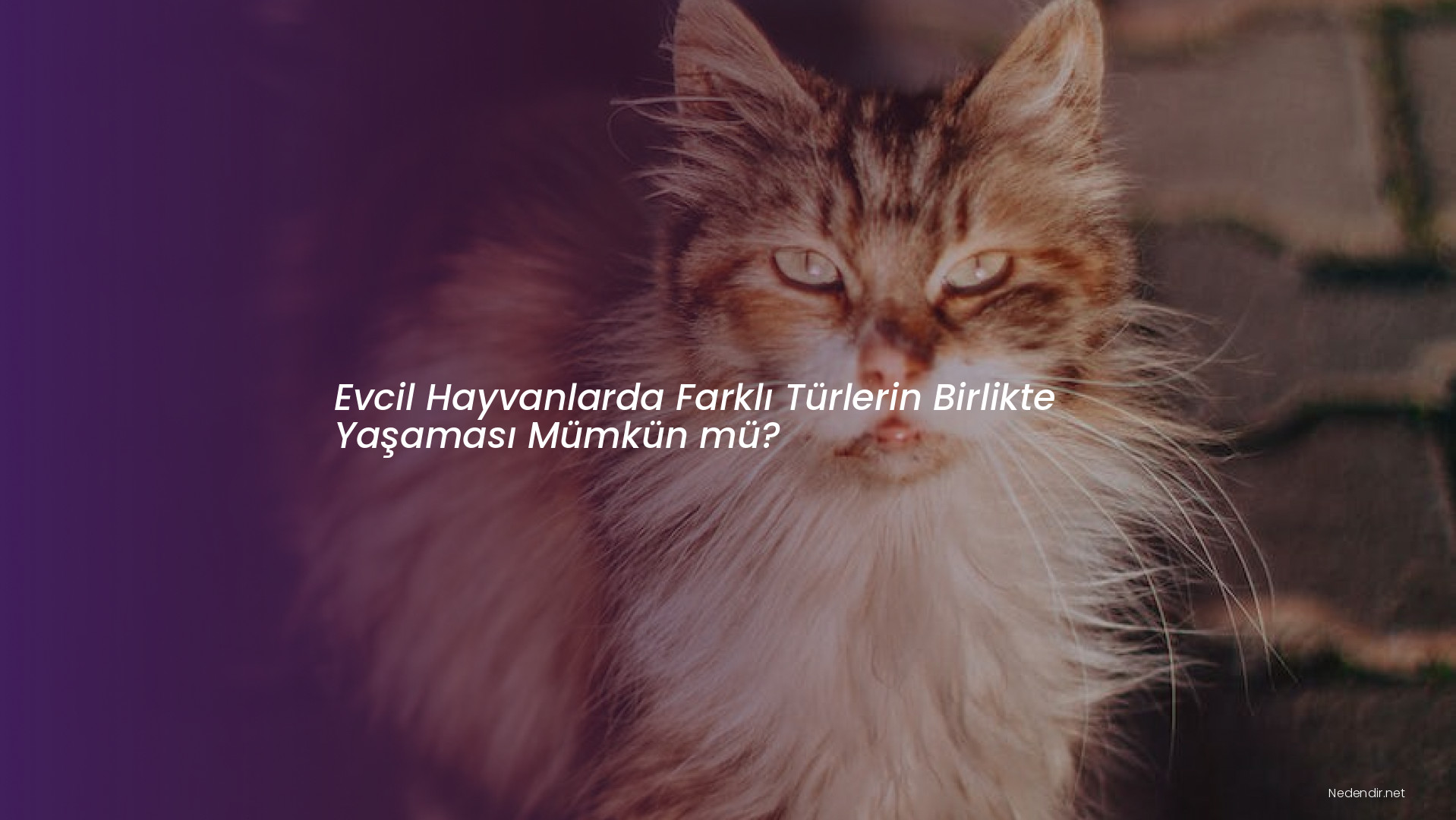 Evcil Hayvanlarda Farklı Türlerin Birlikte Yaşaması Mümkün mü?