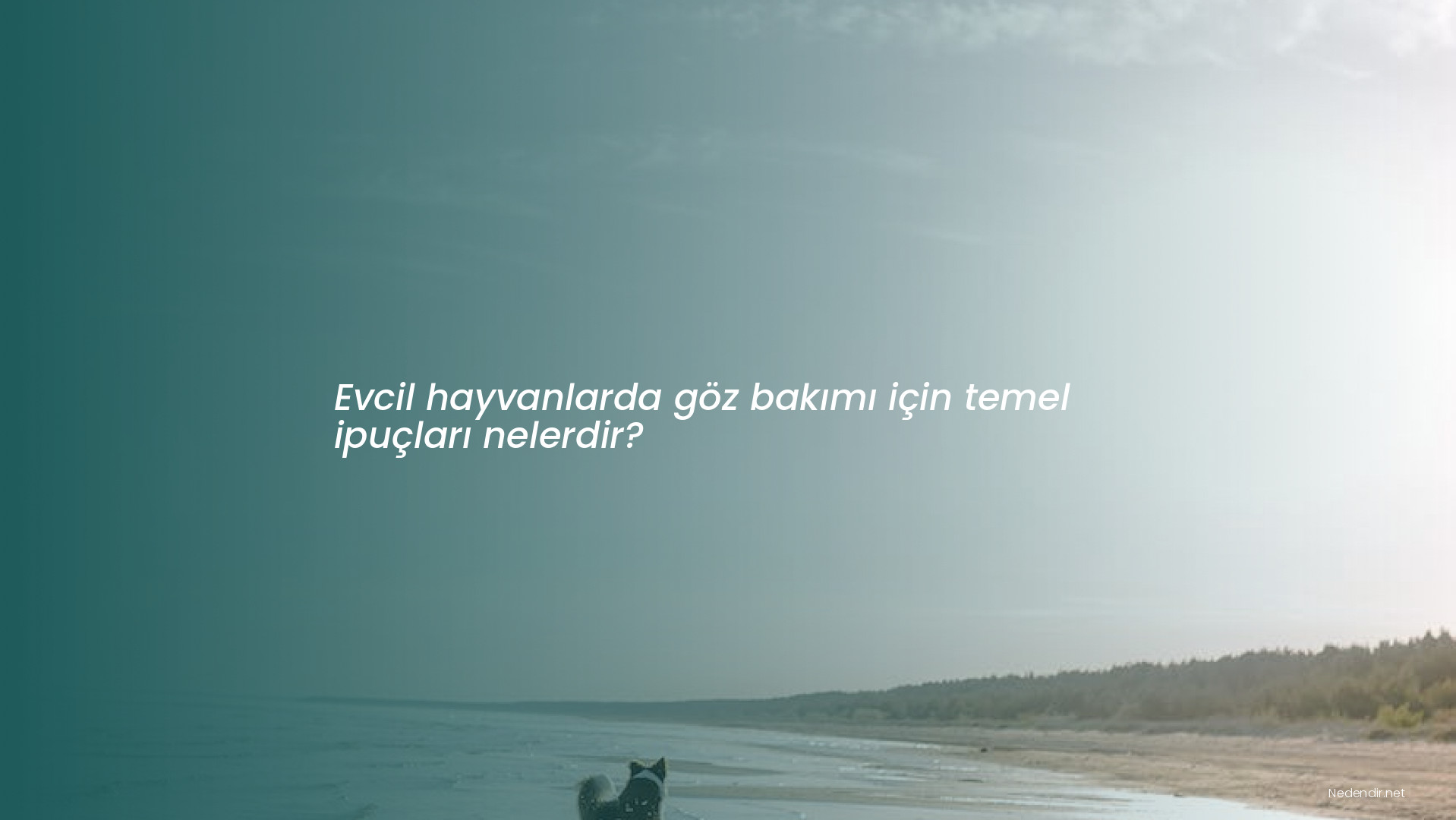 Evcil hayvanlarda göz bakımı için temel ipuçları nelerdir?