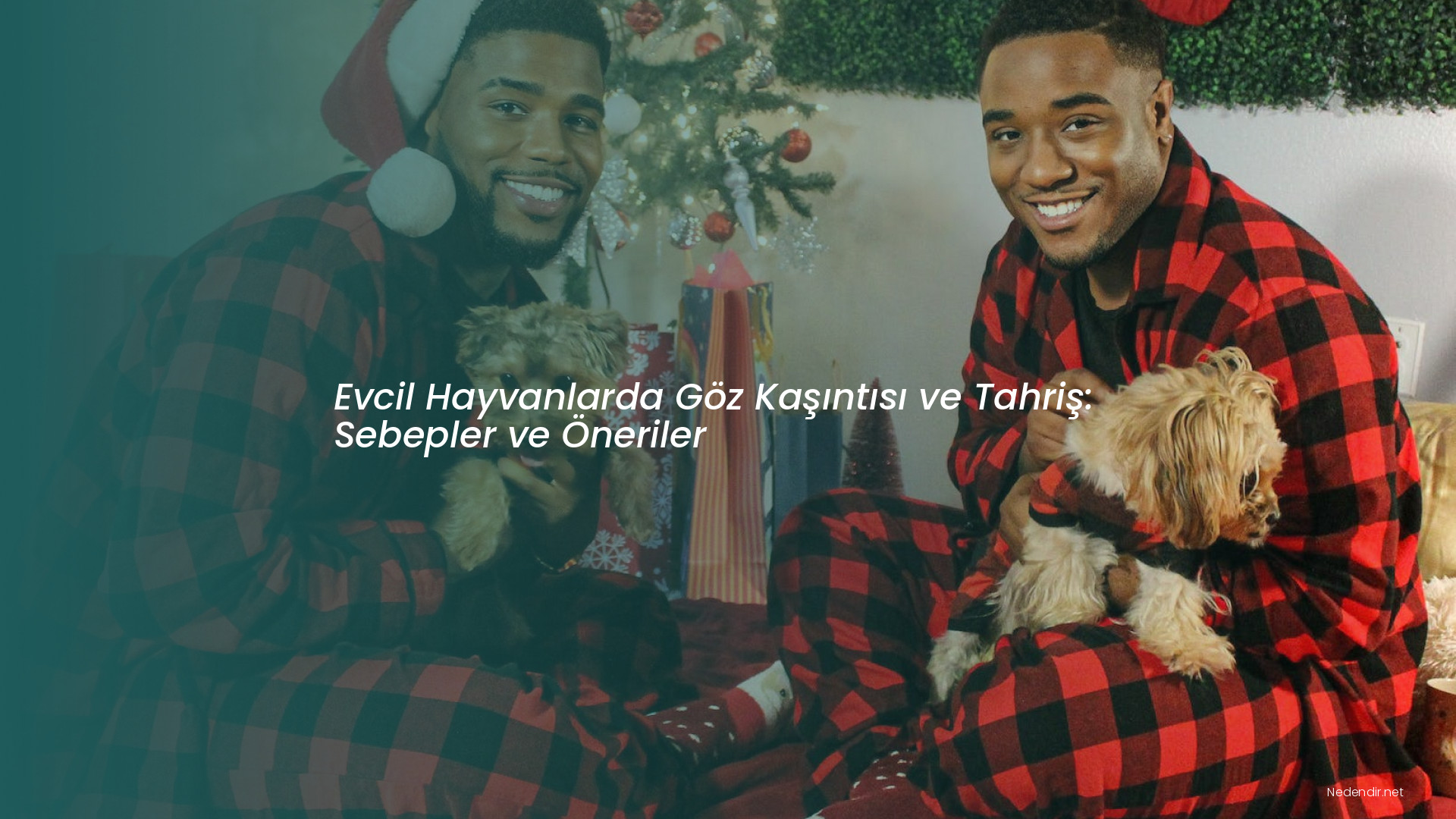 Evcil Hayvanlarda Göz Kaşıntısı ve Tahriş: Sebepler ve Öneriler