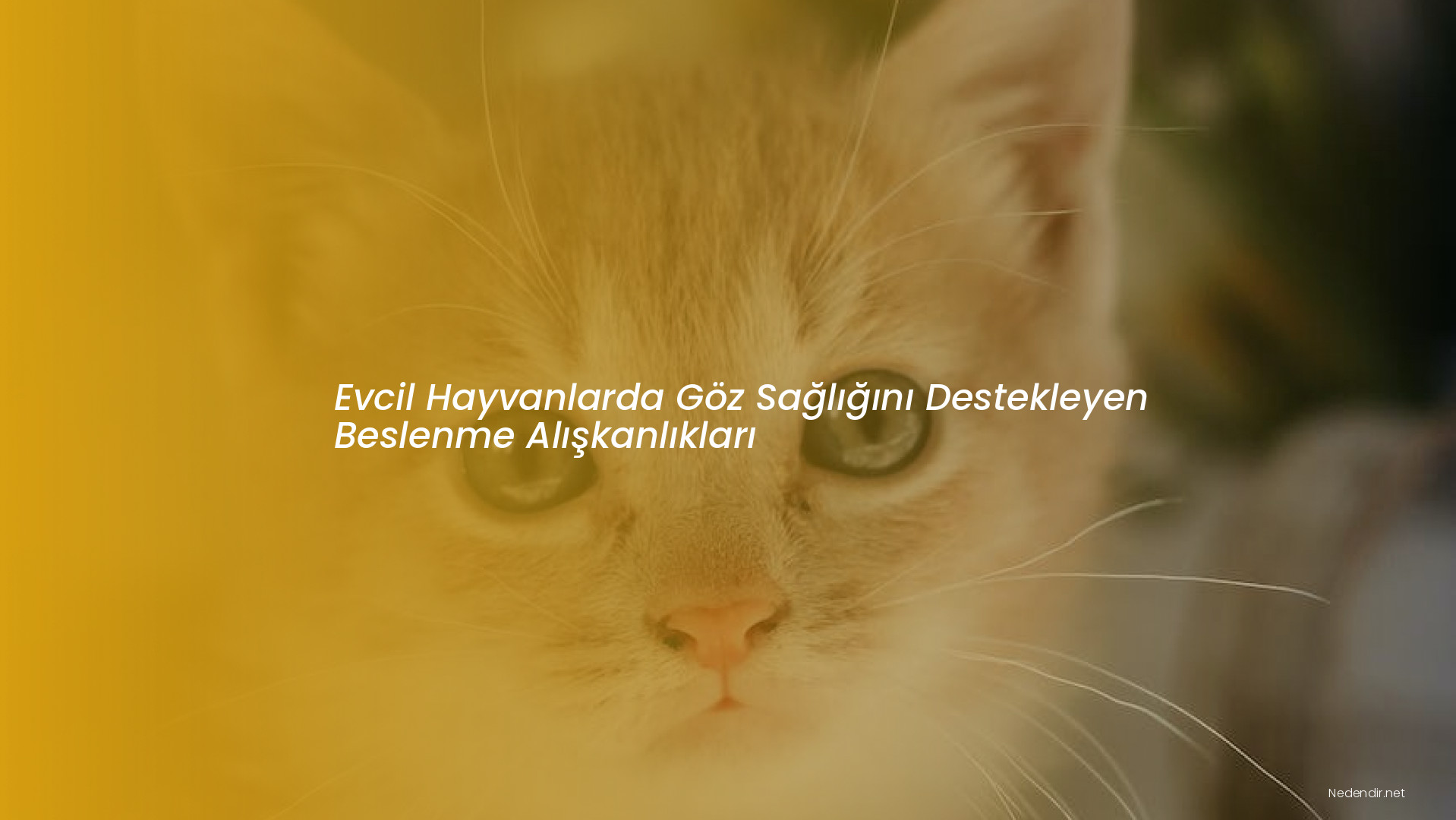 Evcil Hayvanlarda Göz Sağlığını Destekleyen Beslenme Alışkanlıkları