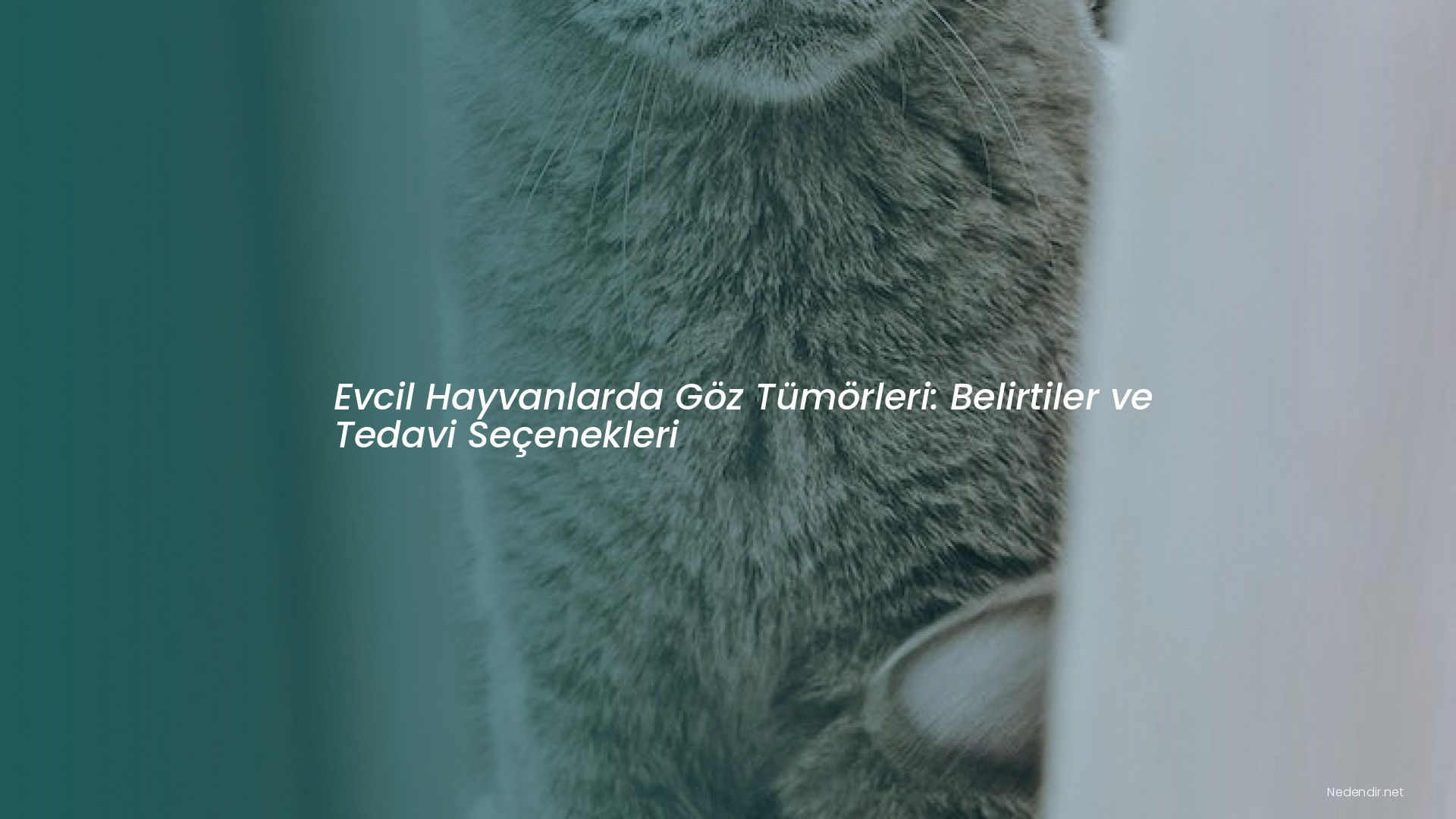Evcil Hayvanlarda Göz Tümörleri: Belirtiler ve Tedavi Seçenekleri