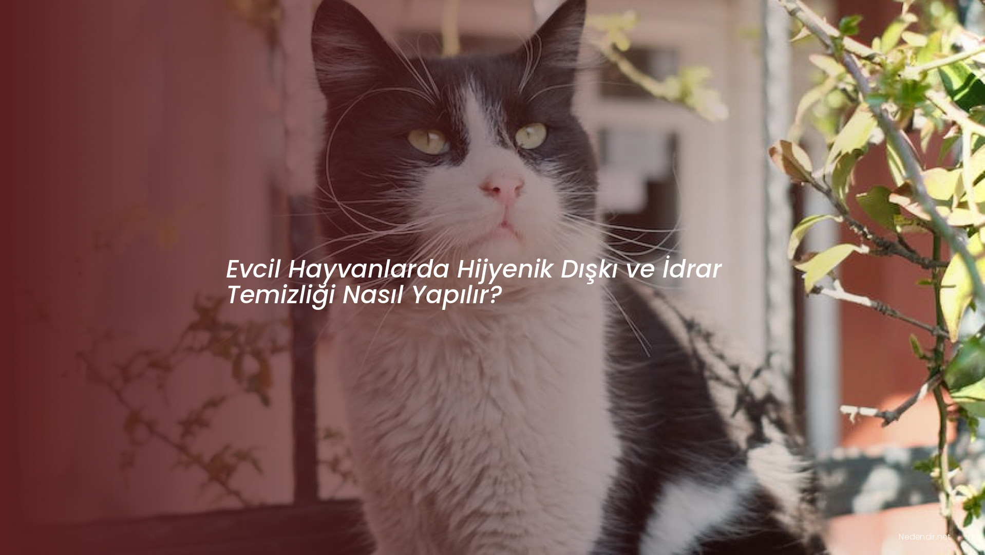 Evcil Hayvanlarda Hijyenik Dışkı ve İdrar Temizliği Nasıl Yapılır?