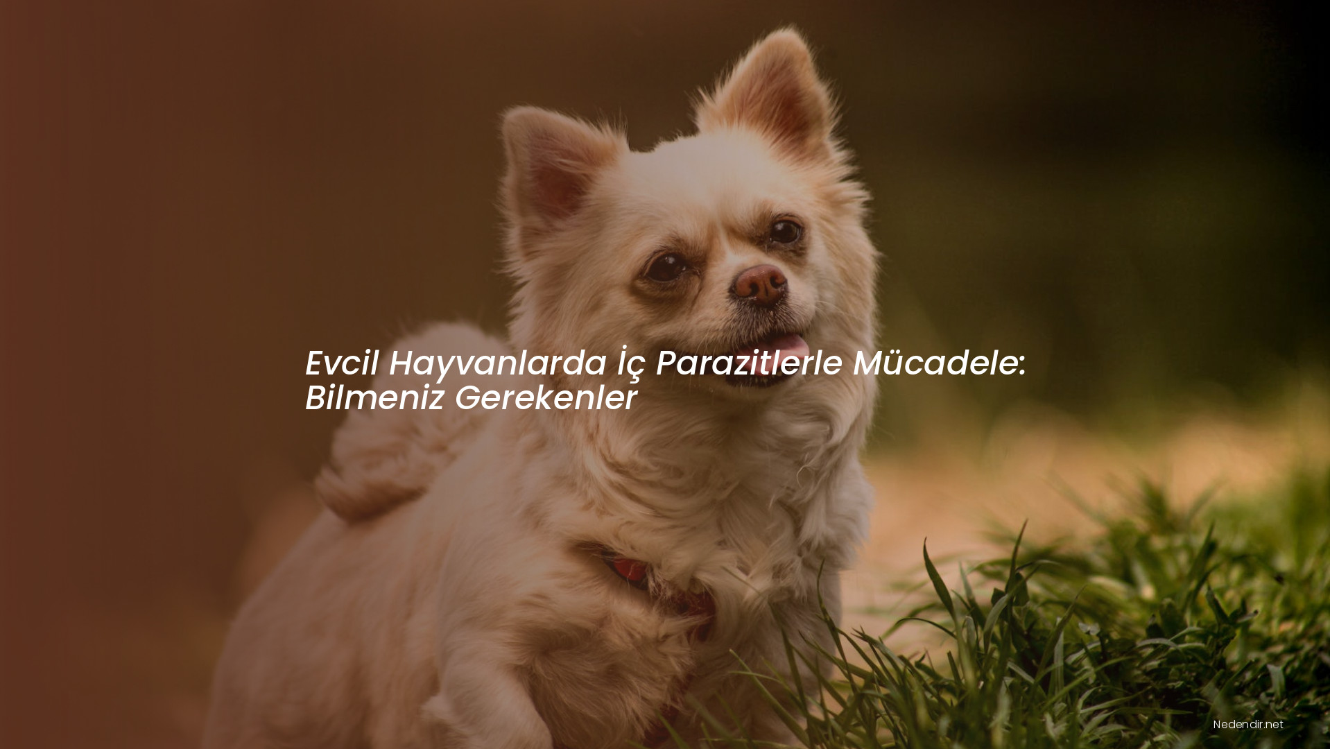 Evcil Hayvanlarda İç Parazitlerle Mücadele: Bilmeniz Gerekenler