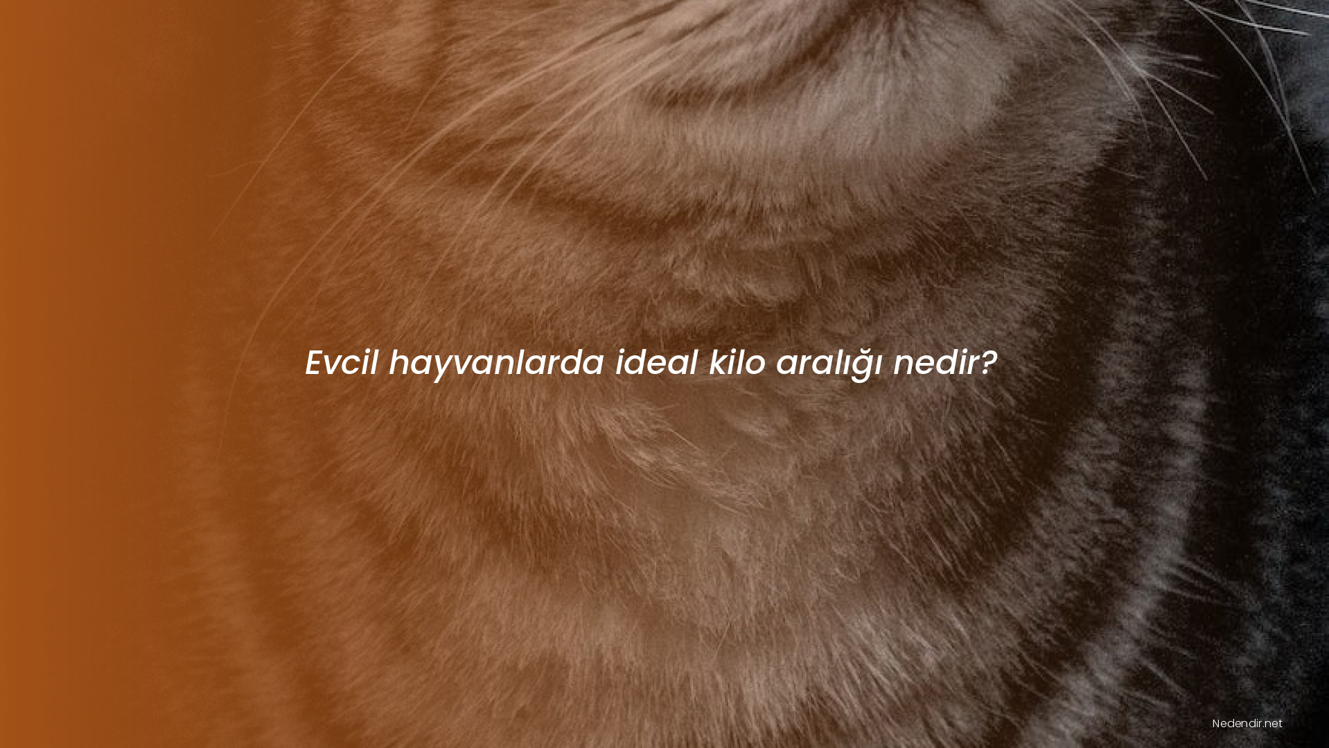 Evcil hayvanlarda ideal kilo aralığı nedir?