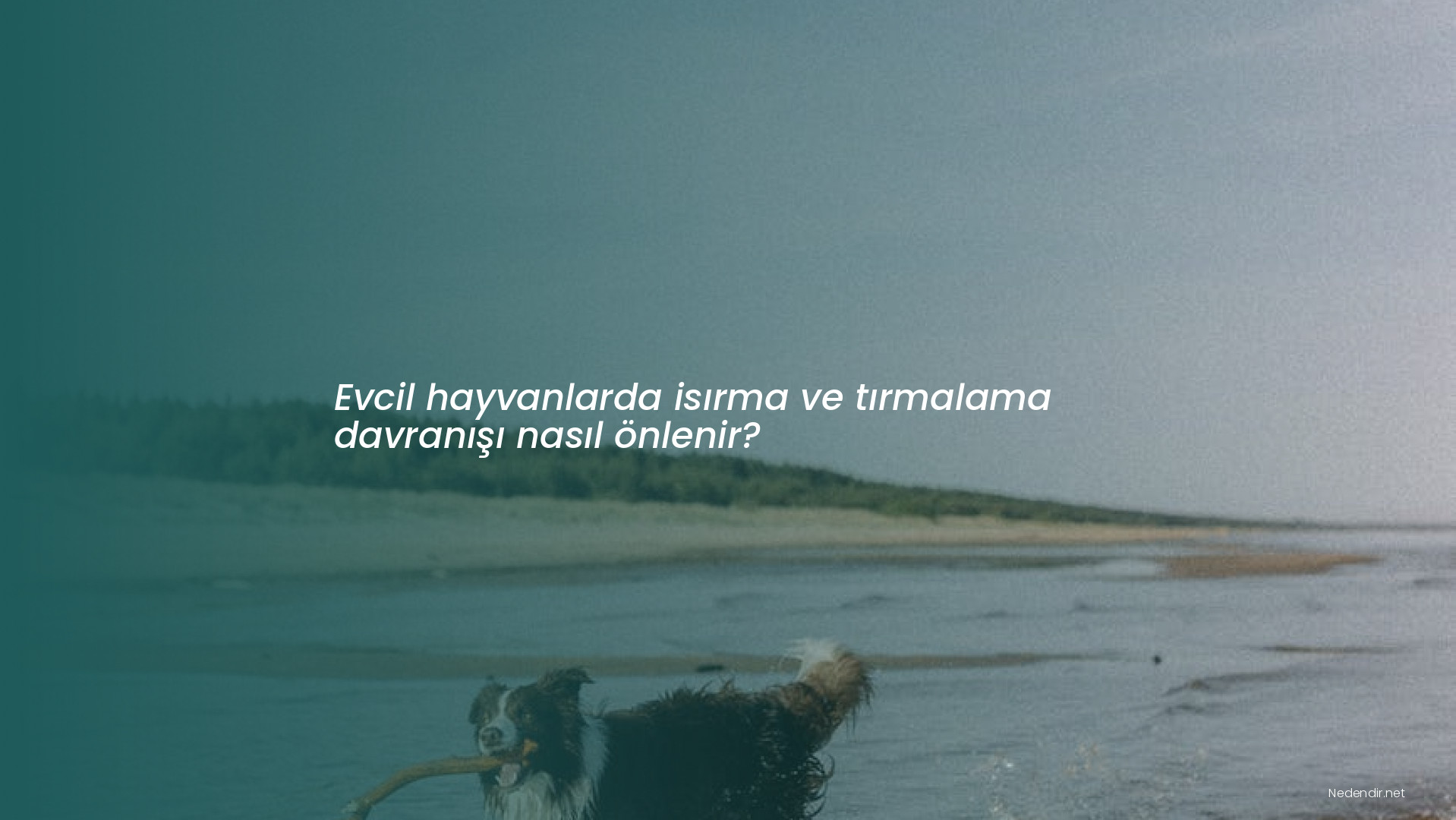 Evcil hayvanlarda isırma ve tırmalama davranışı nasıl önlenir?
