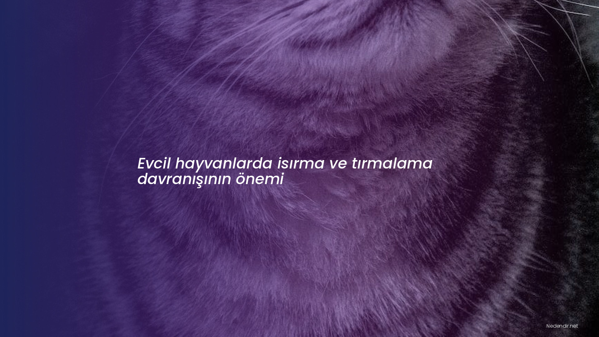Evcil hayvanlarda isırma ve tırmalama davranışının önemi Evcil hayvanlarda isırma ve tırmalama davranışının önemi