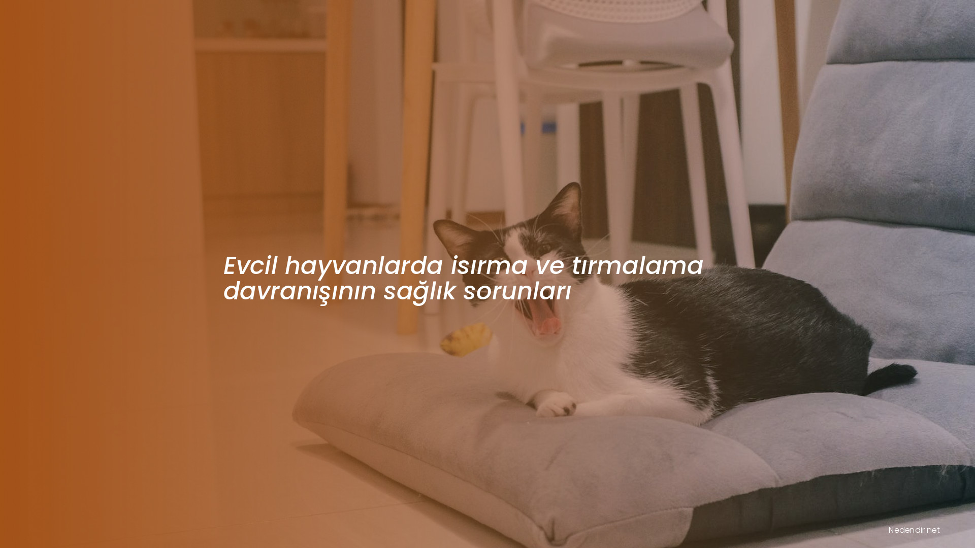 Evcil hayvanlarda isırma ve tırmalama davranışının sağlık sorunları Evcil hayvanlarda isırma ve tırmalama davranışının sağlık sorunları