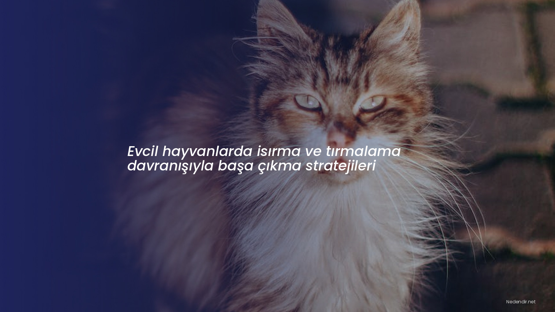 Evcil hayvanlarda isırma ve tırmalama davranışıyla başa çıkma stratejileri Evcil hayvanlarda isırma ve tırmalama davranışıyla başa çıkma stratejileri