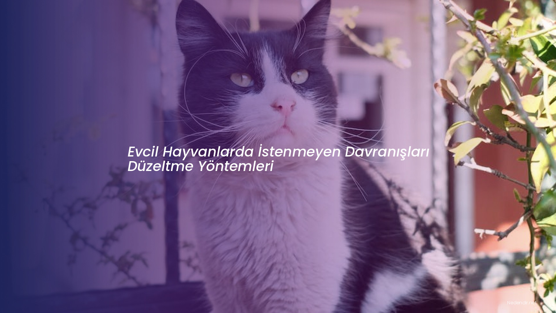 Evcil Hayvanlarda İstenmeyen Davranışları Düzeltme Yöntemleri