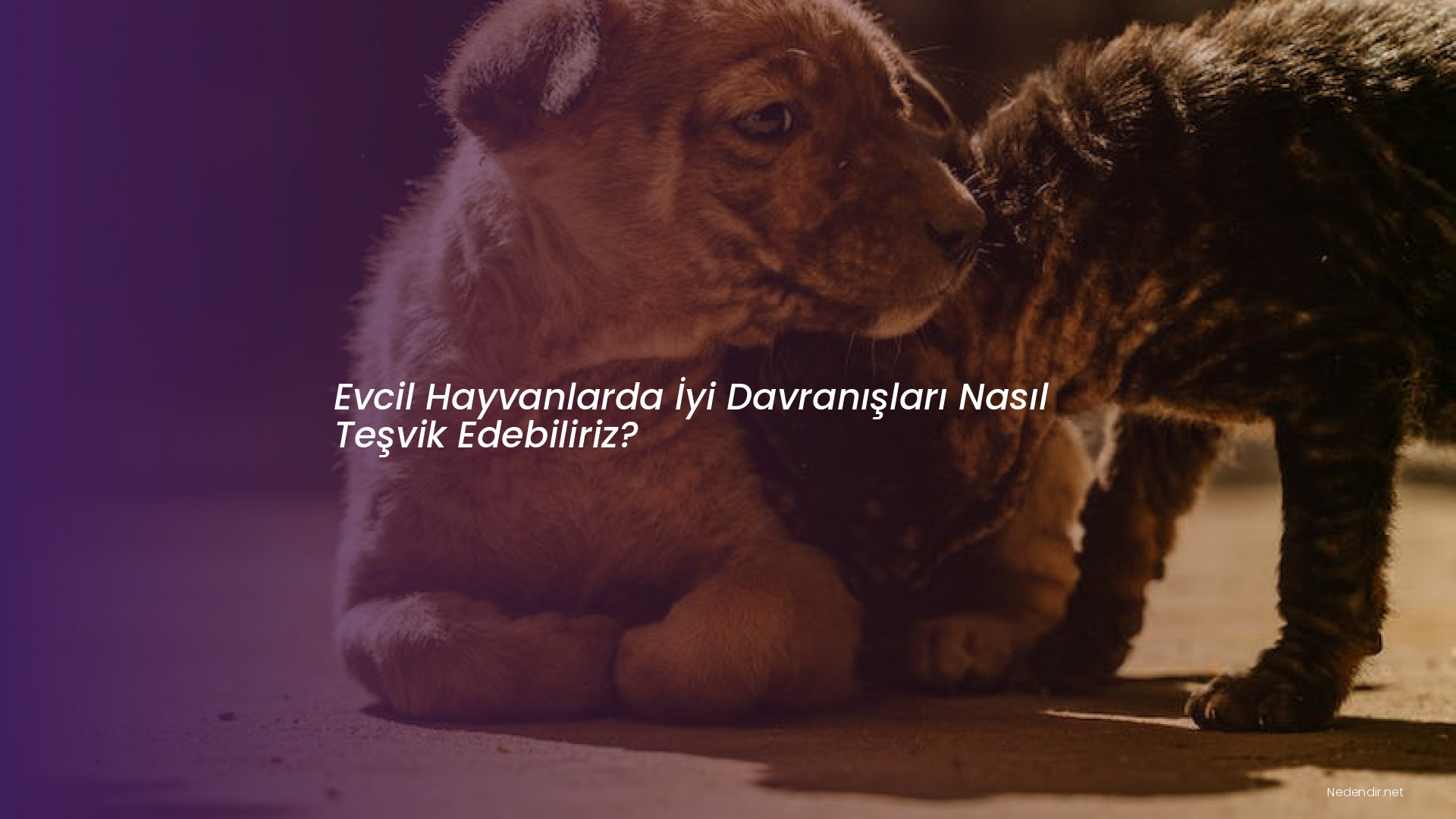 Evcil Hayvanlarda İyi Davranışları Nasıl Teşvik Edebiliriz?