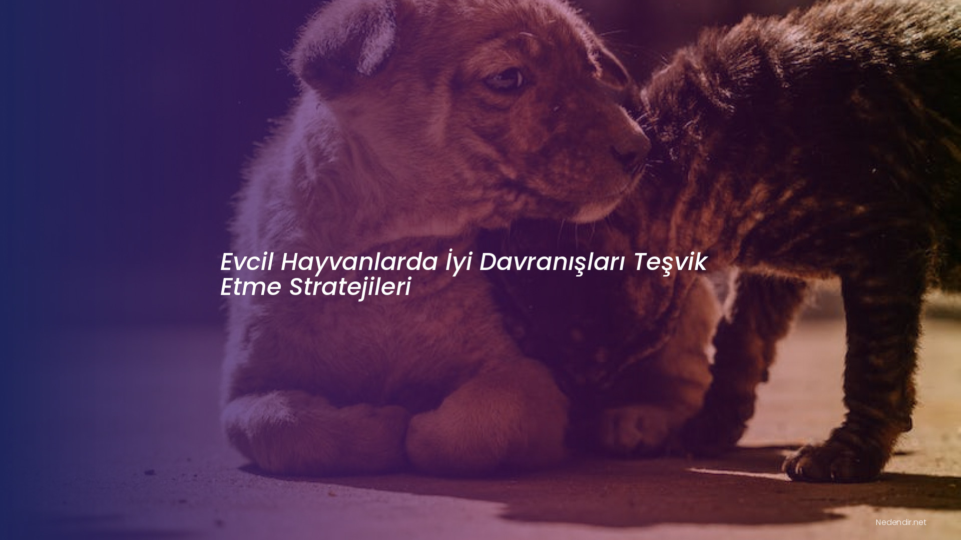 Evcil Hayvanlarda İyi Davranışları Teşvik Etme Stratejileri