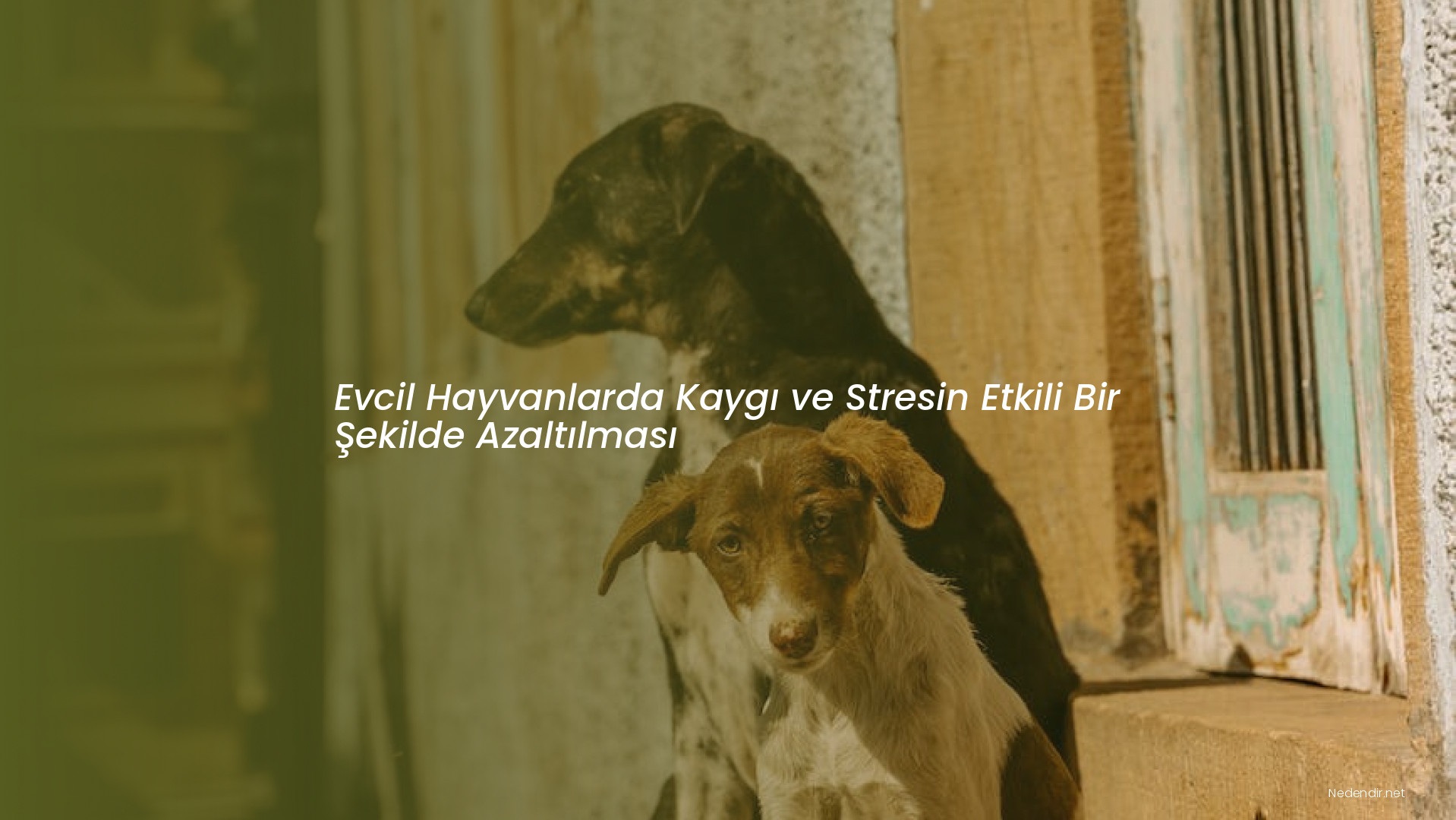 Evcil Hayvanlarda Kaygı ve Stresin Etkili Bir Şekilde Azaltılması