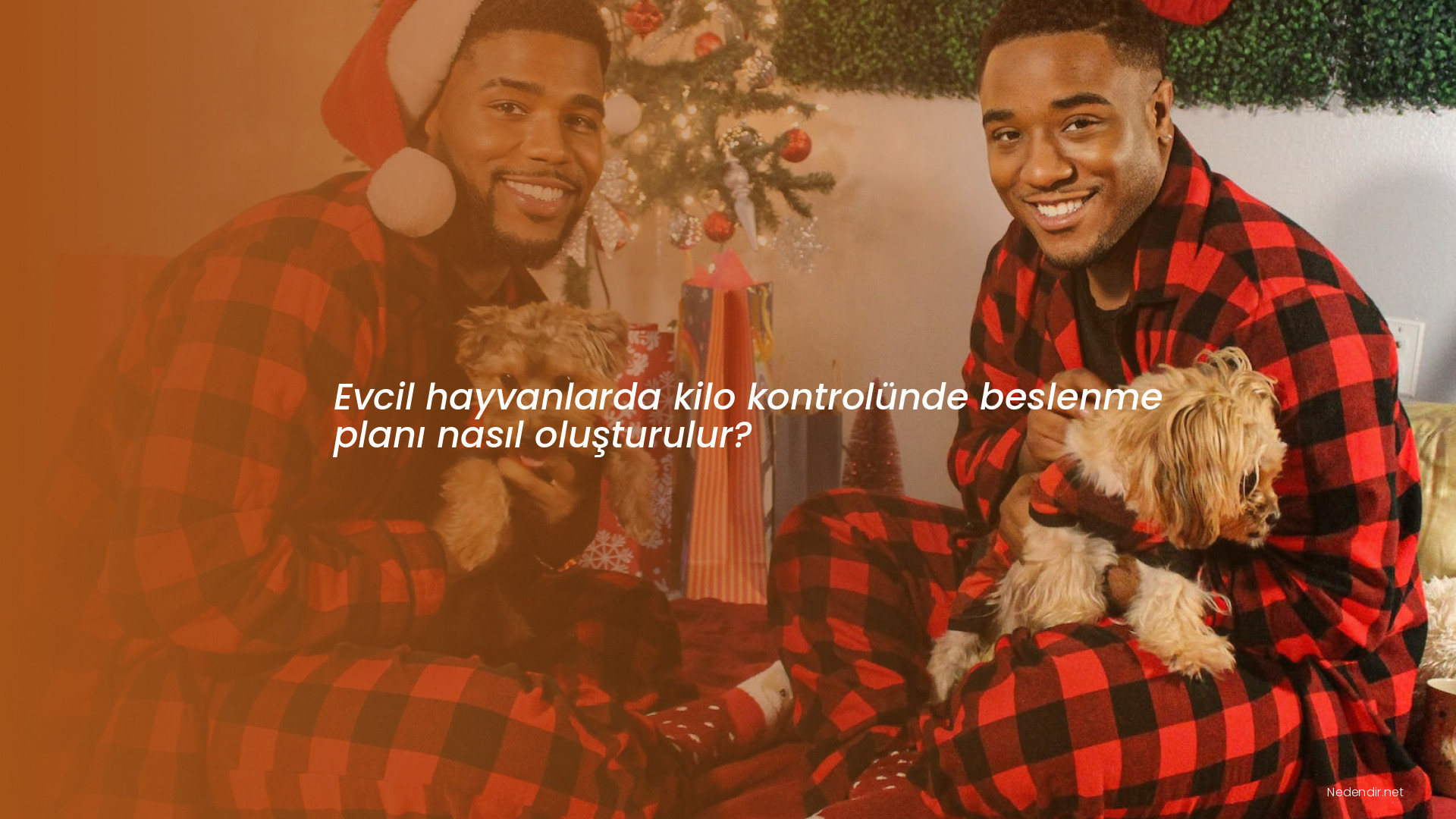 Evcil hayvanlarda kilo kontrolünde beslenme planı nasıl oluşturulur?