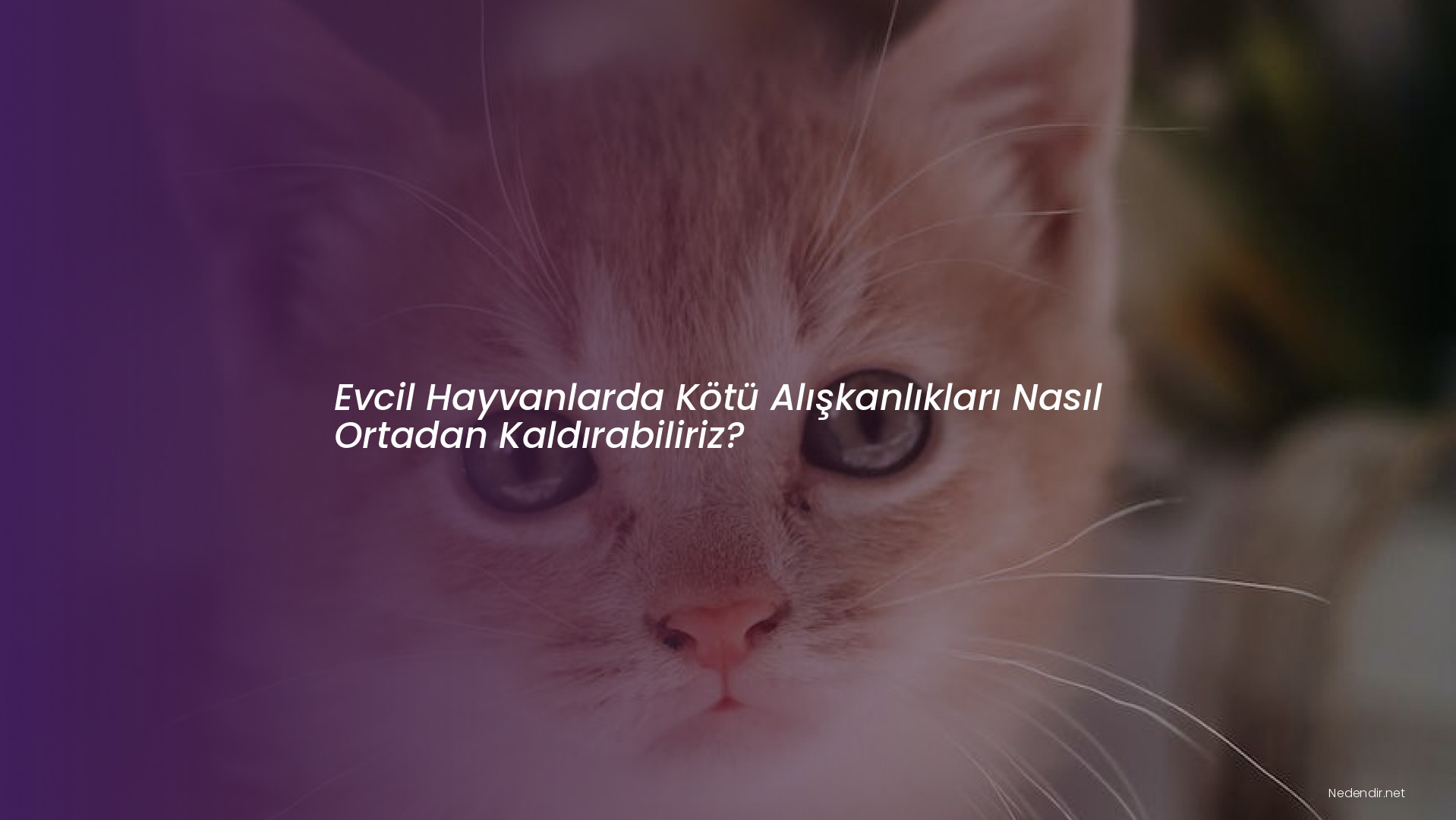 Evcil Hayvanlarda Kötü Alışkanlıkları Nasıl Ortadan Kaldırabiliriz?