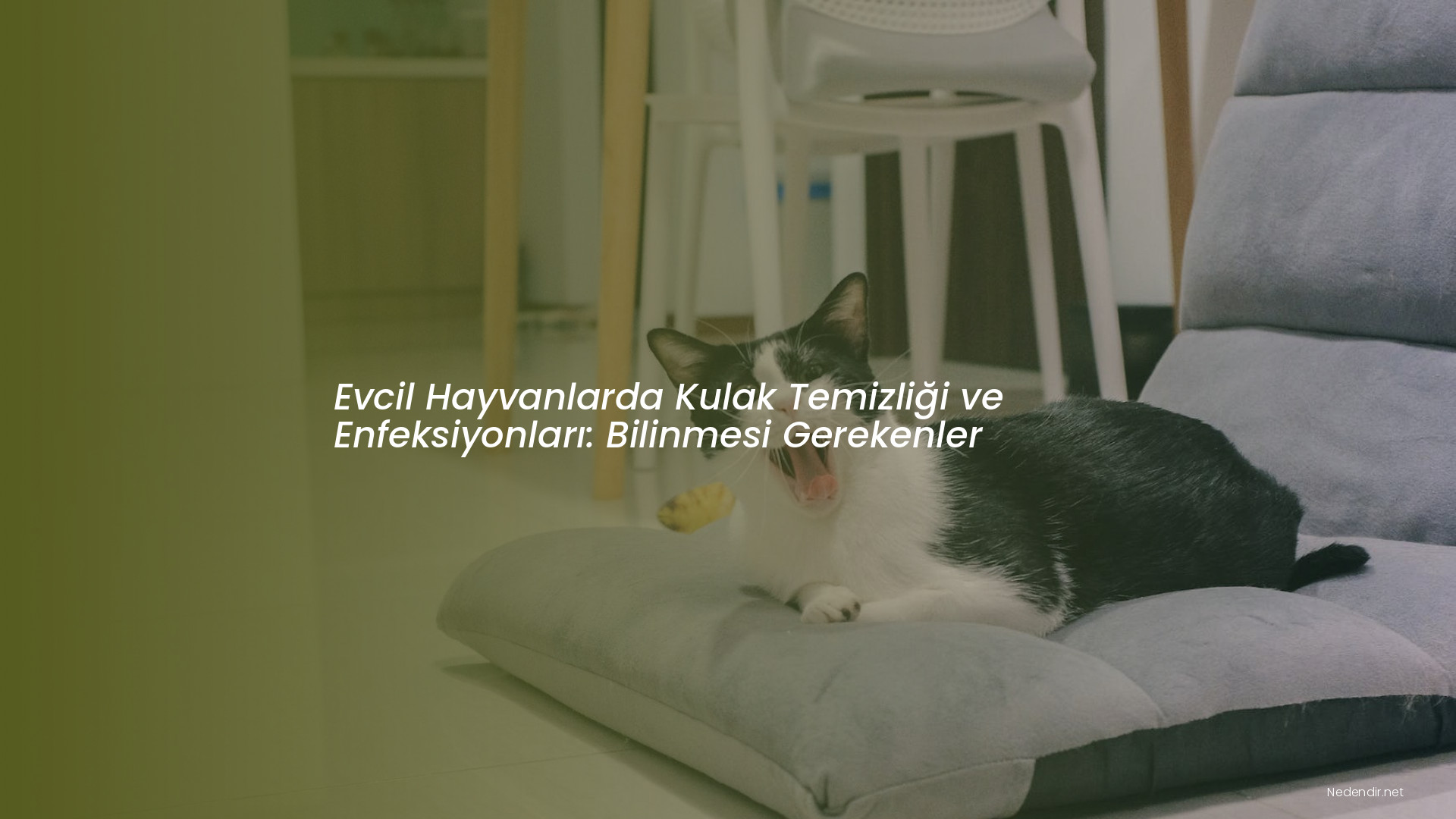 Evcil Hayvanlarda Kulak Temizliği ve Enfeksiyonları: Bilinmesi Gerekenler