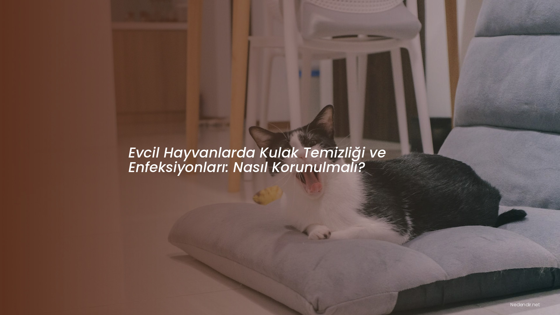 Evcil Hayvanlarda Kulak Temizliği ve Enfeksiyonları: Nasıl Korunulmalı?