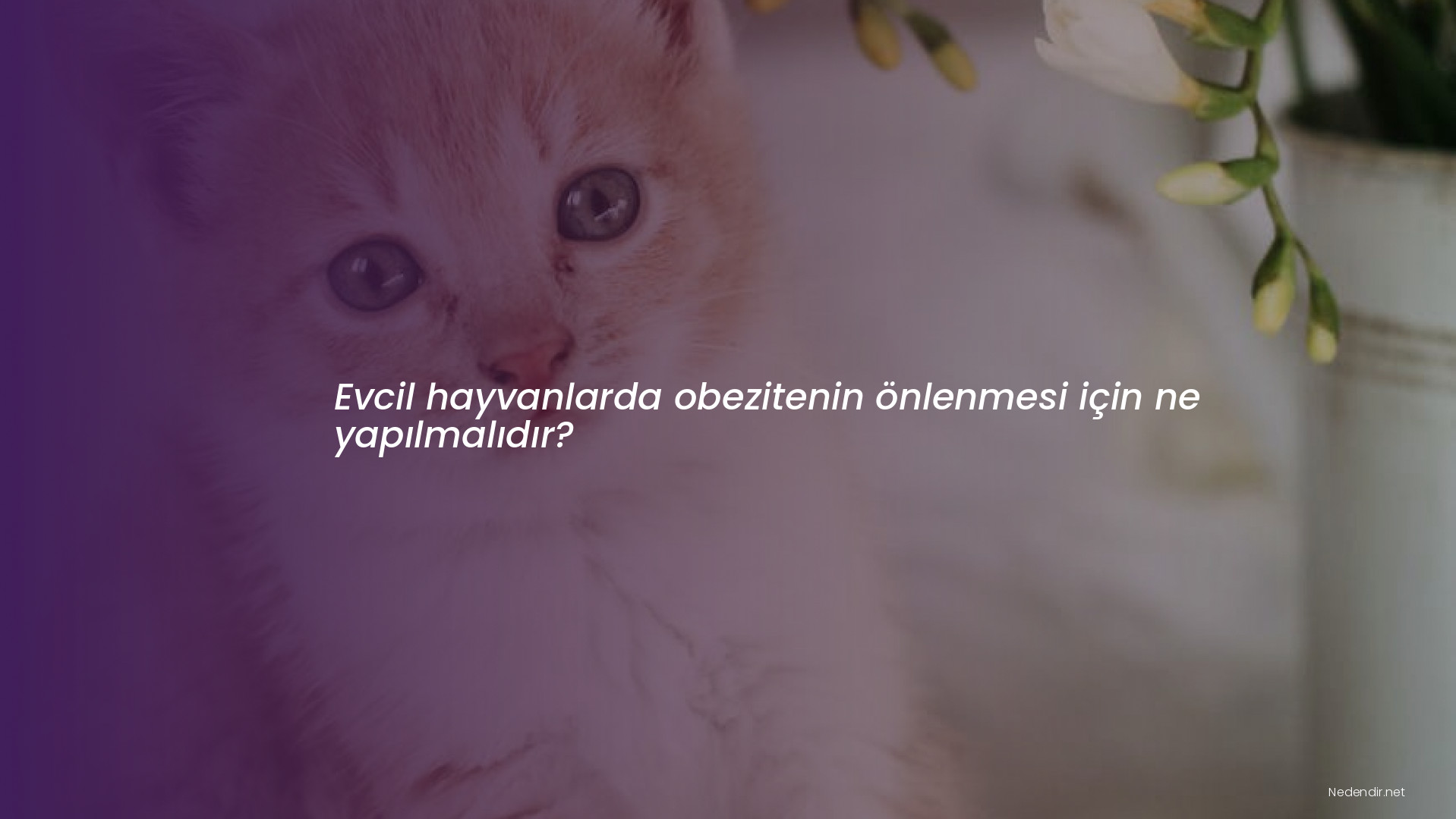 Evcil hayvanlarda obezitenin önlenmesi için ne yapılmalıdır?