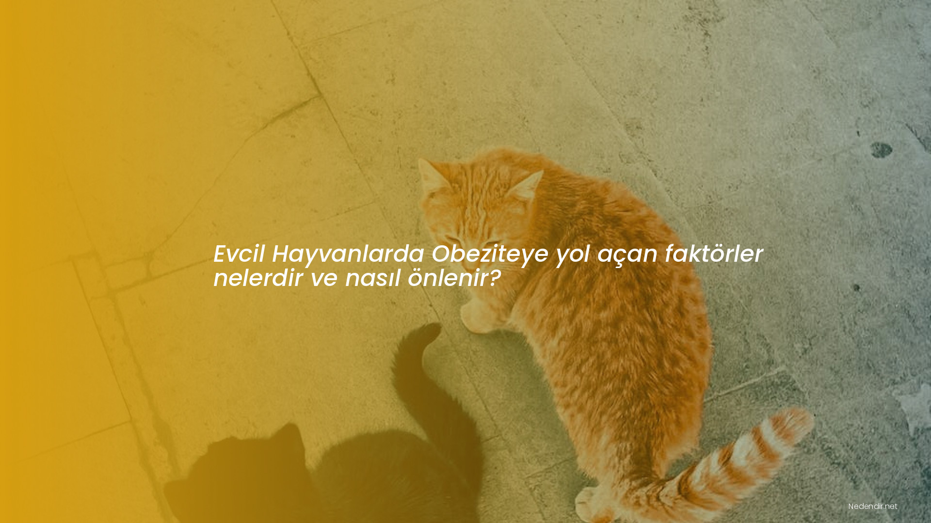 Evcil Hayvanlarda Obeziteye yol açan faktörler nelerdir ve nasıl önlenir?