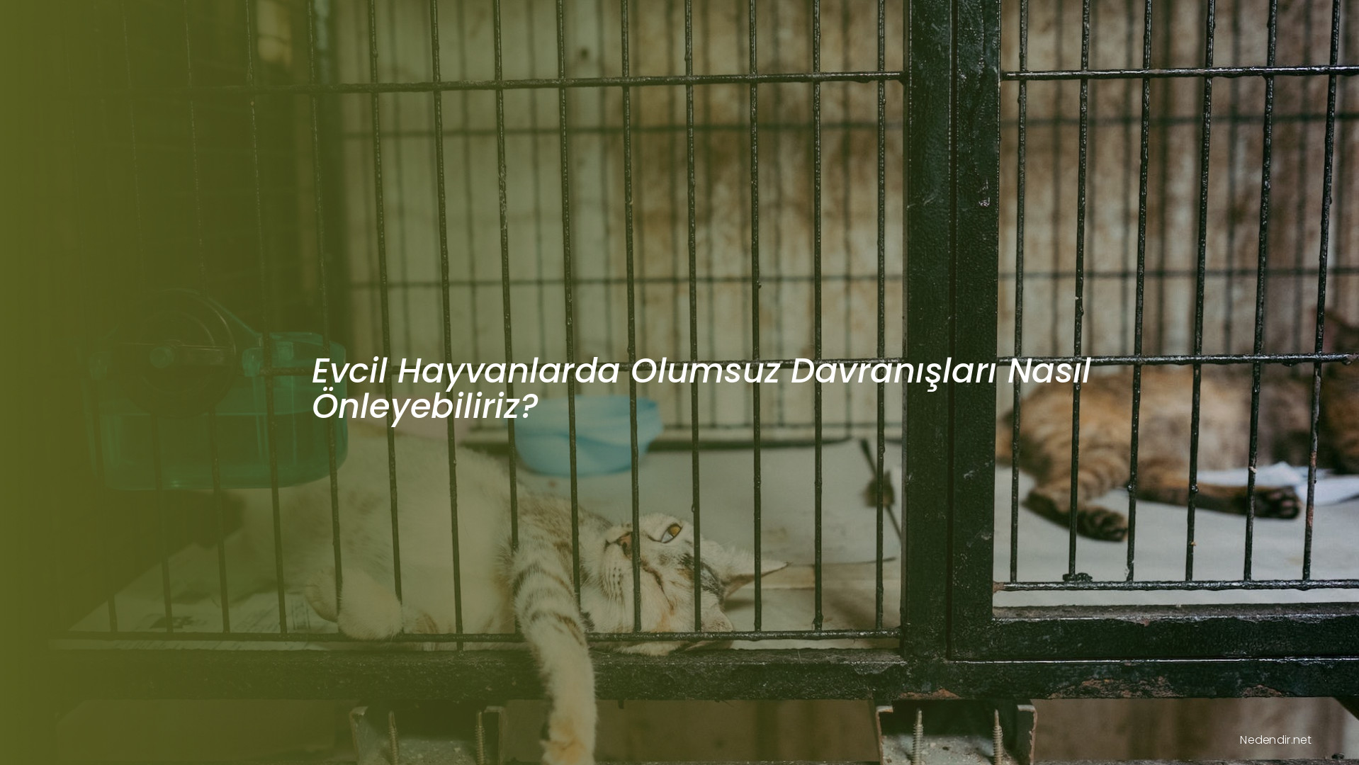 Evcil Hayvanlarda Olumsuz Davranışları Nasıl Önleyebiliriz?