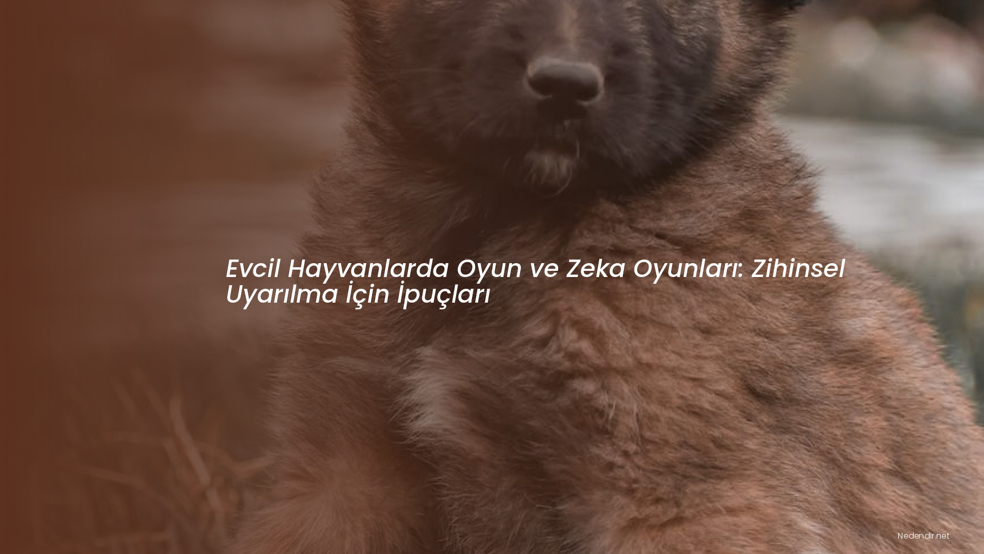 Evcil Hayvanlarda Oyun ve Zeka Oyunları: Zihinsel Uyarılma İçin İpuçları