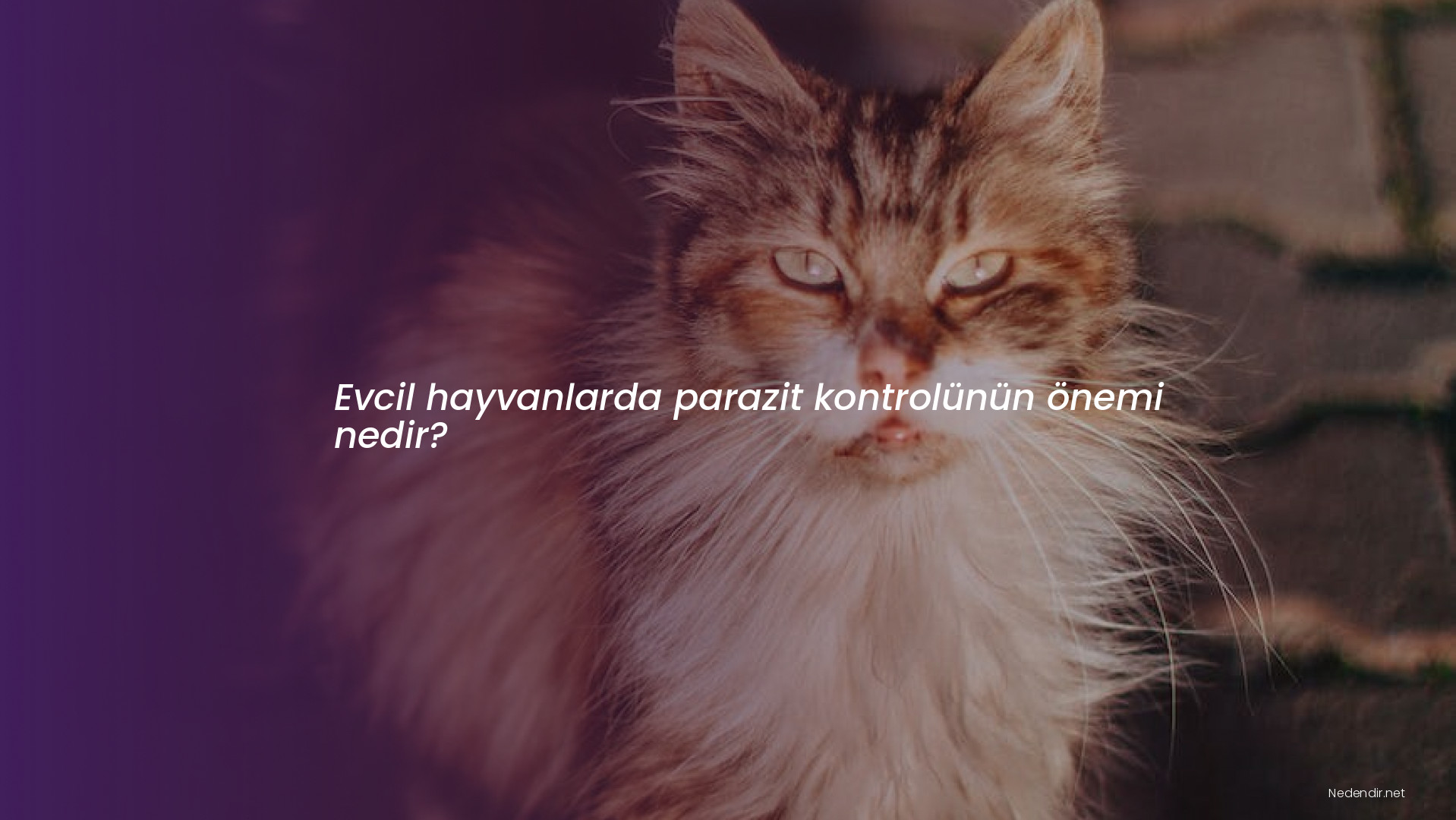 Evcil hayvanlarda parazit kontrolünün önemi nedir?