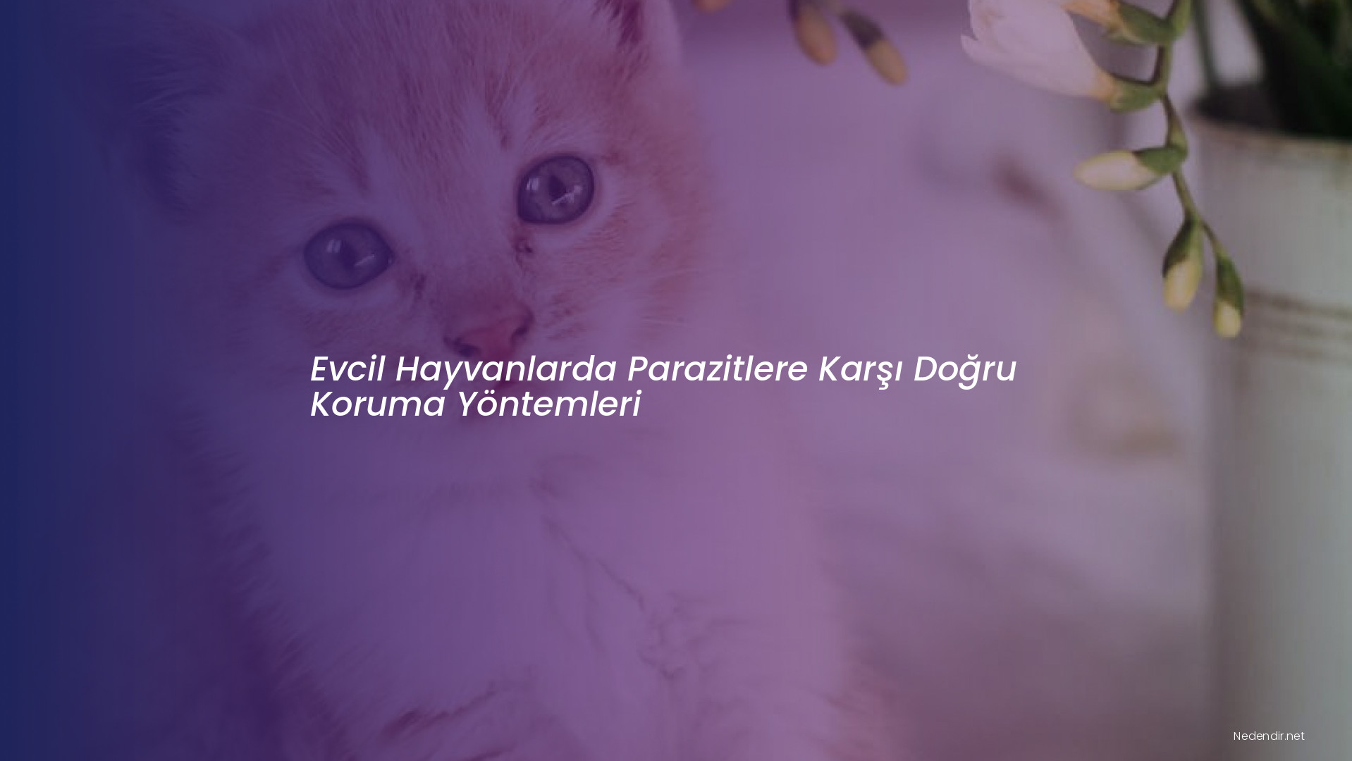 Evcil Hayvanlarda Parazitlere Karşı Doğru Koruma Yöntemleri