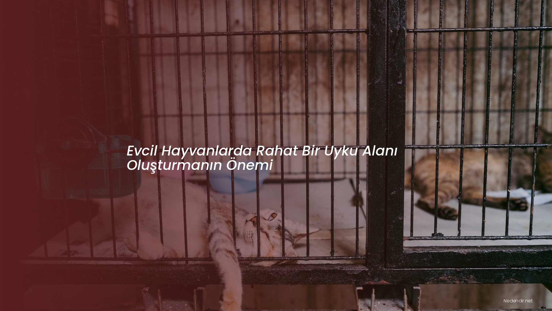 Evcil Hayvanlarda Rahat Bir Uyku Alanı Oluşturmanın Önemi