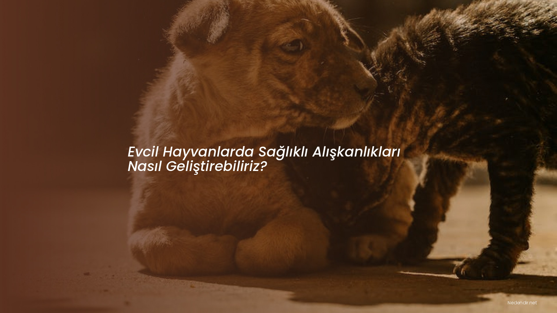 Evcil Hayvanlarda Sağlıklı Alışkanlıkları Nasıl Geliştirebiliriz?