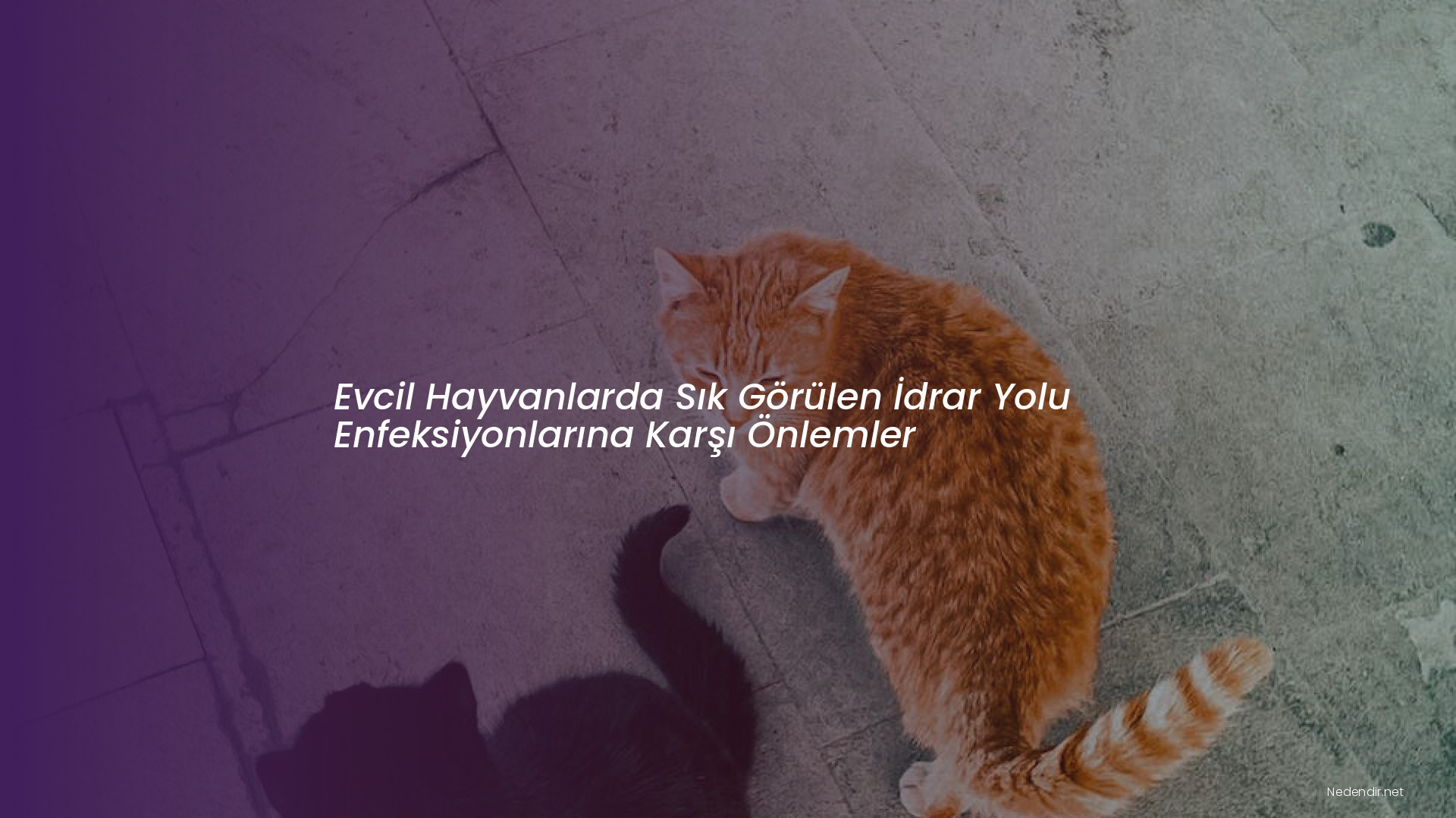 Evcil Hayvanlarda Sık Görülen İdrar Yolu Enfeksiyonlarına Karşı Önlemler
