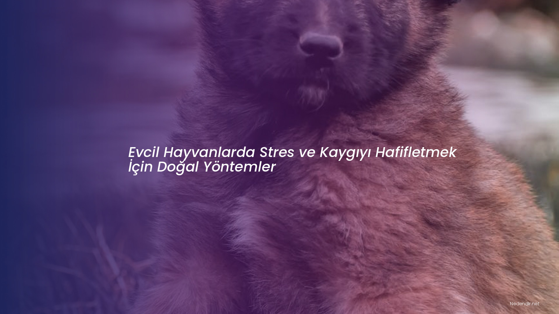 Evcil Hayvanlarda Stres ve Kaygıyı Hafifletmek İçin Doğal Yöntemler