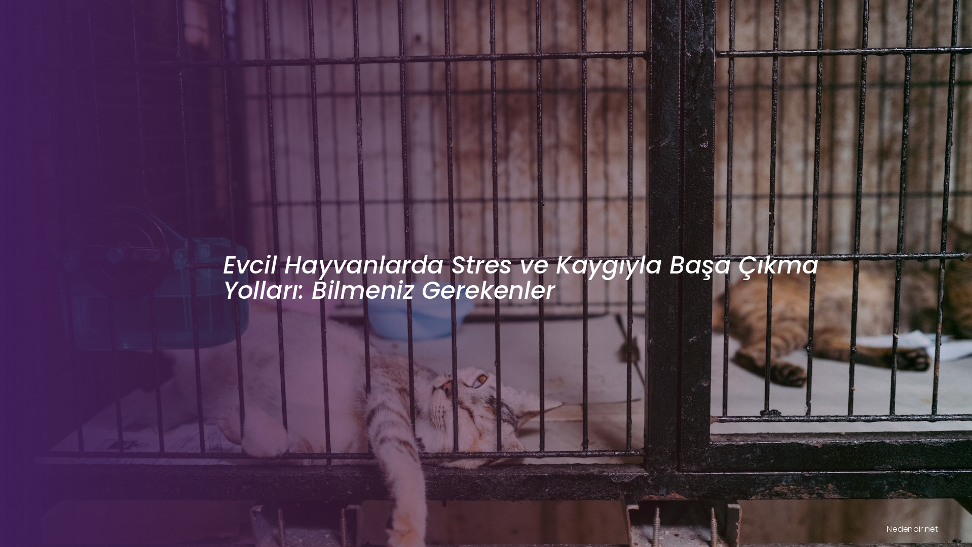 Evcil Hayvanlarda Stres ve Kaygıyla Başa Çıkma Yolları: Bilmeniz Gerekenler