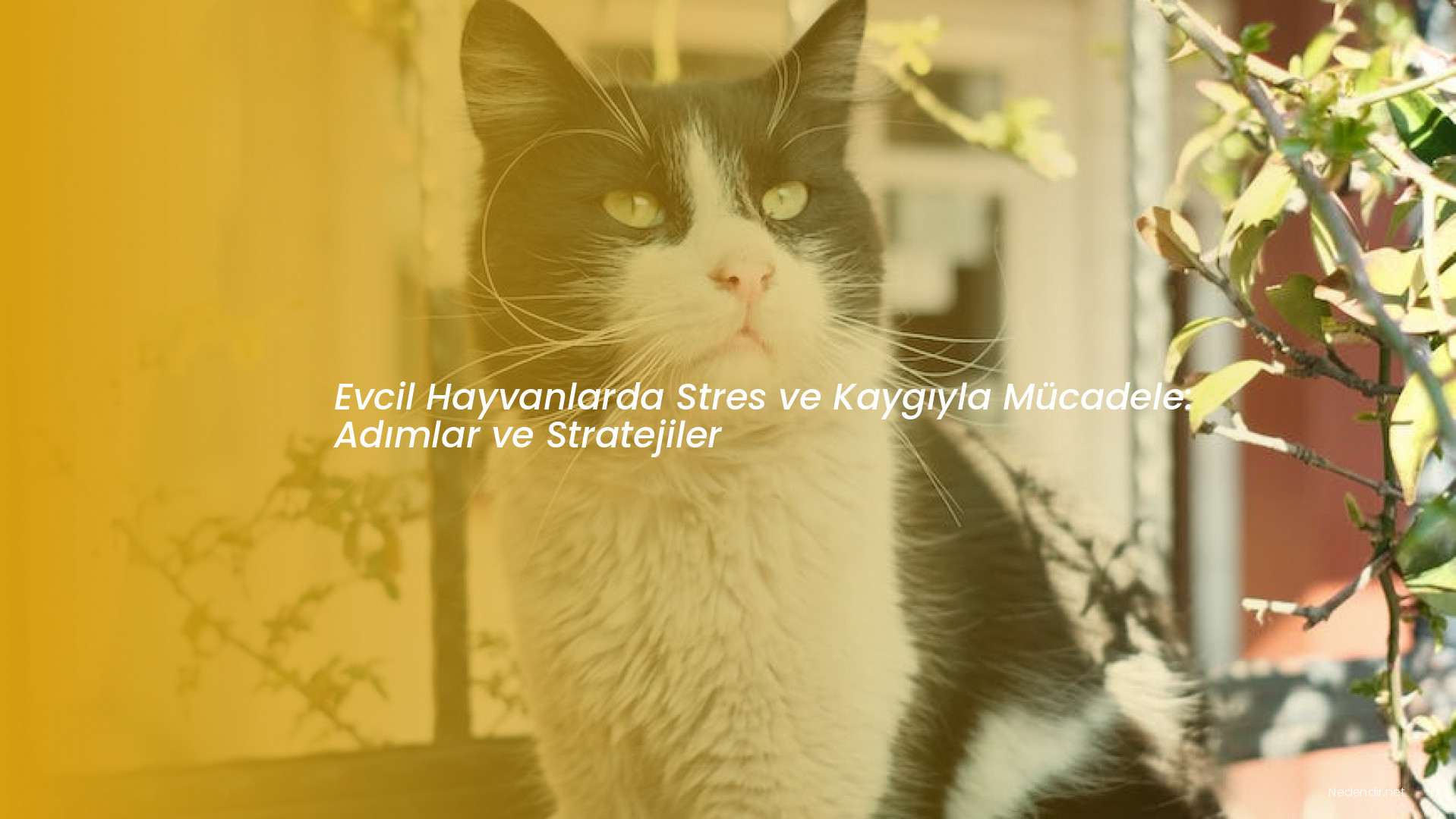 Evcil Hayvanlarda Stres ve Kaygıyla Mücadele: Adımlar ve Stratejiler