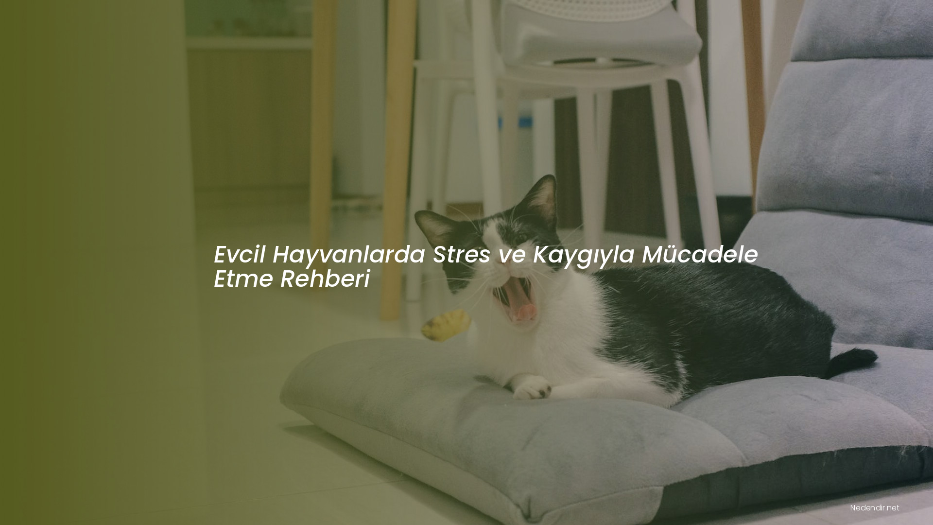 Evcil Hayvanlarda Stres ve Kaygıyla Mücadele Etme Rehberi