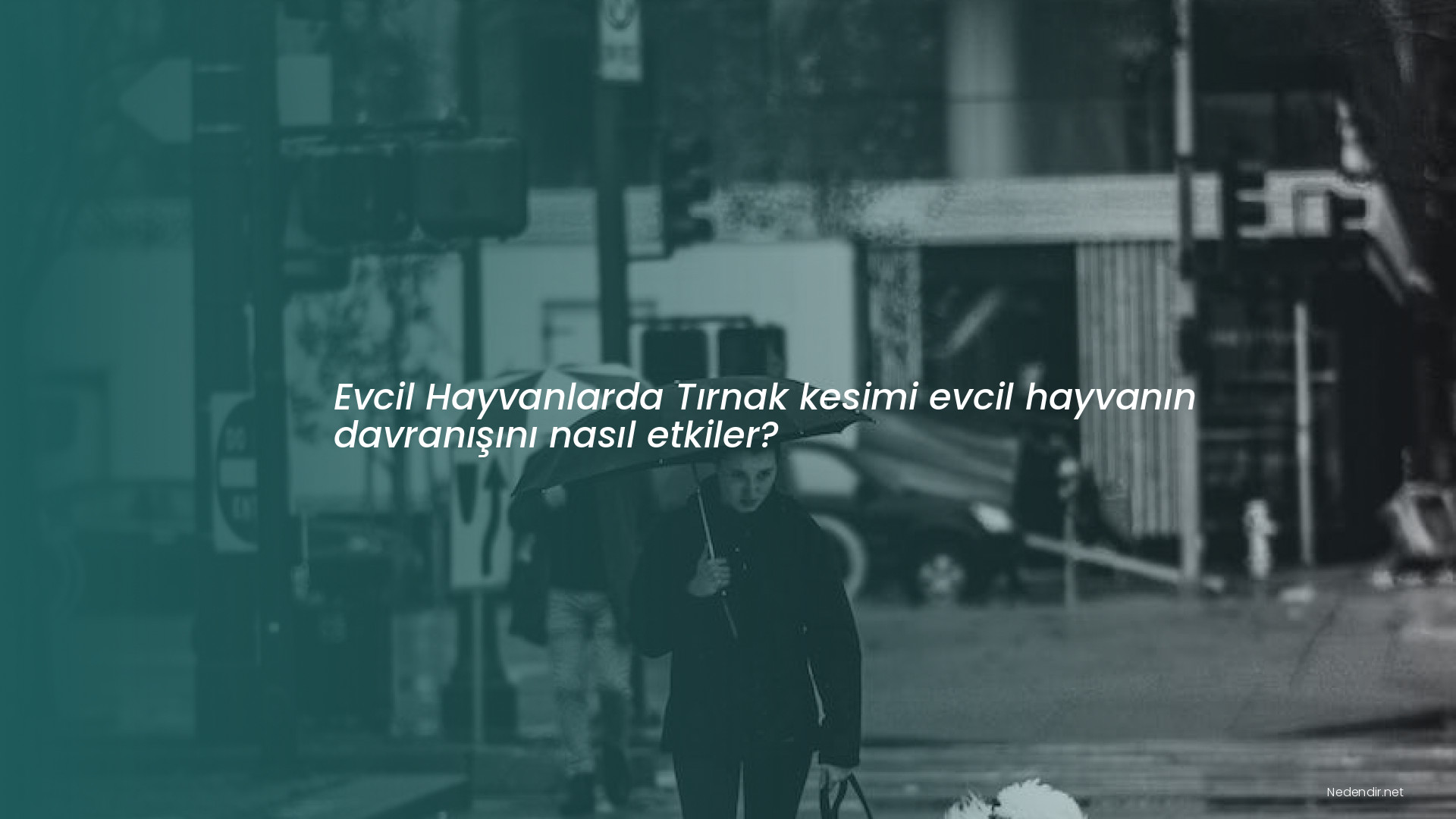 Evcil Hayvanlarda Tırnak kesimi evcil hayvanın davranışını nasıl etkiler?