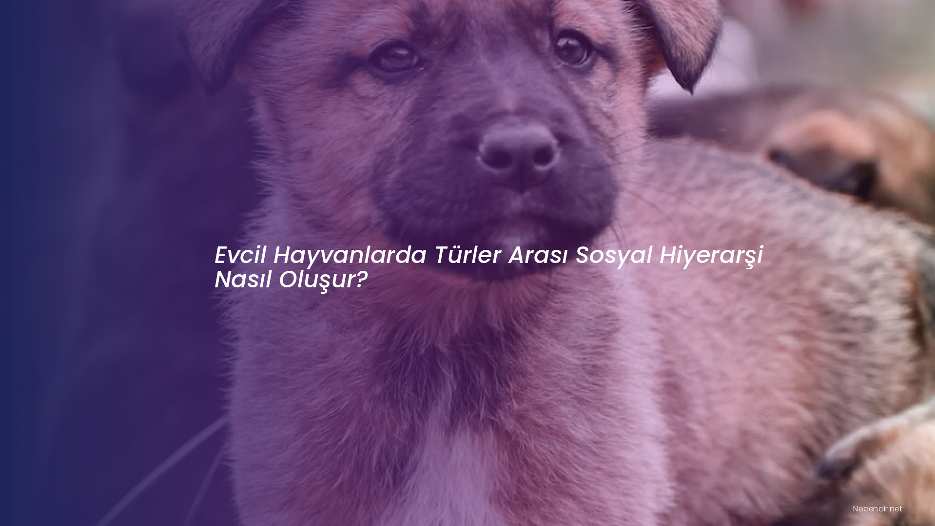 Evcil Hayvanlarda Türler Arası Sosyal Hiyerarşi Nasıl Oluşur?